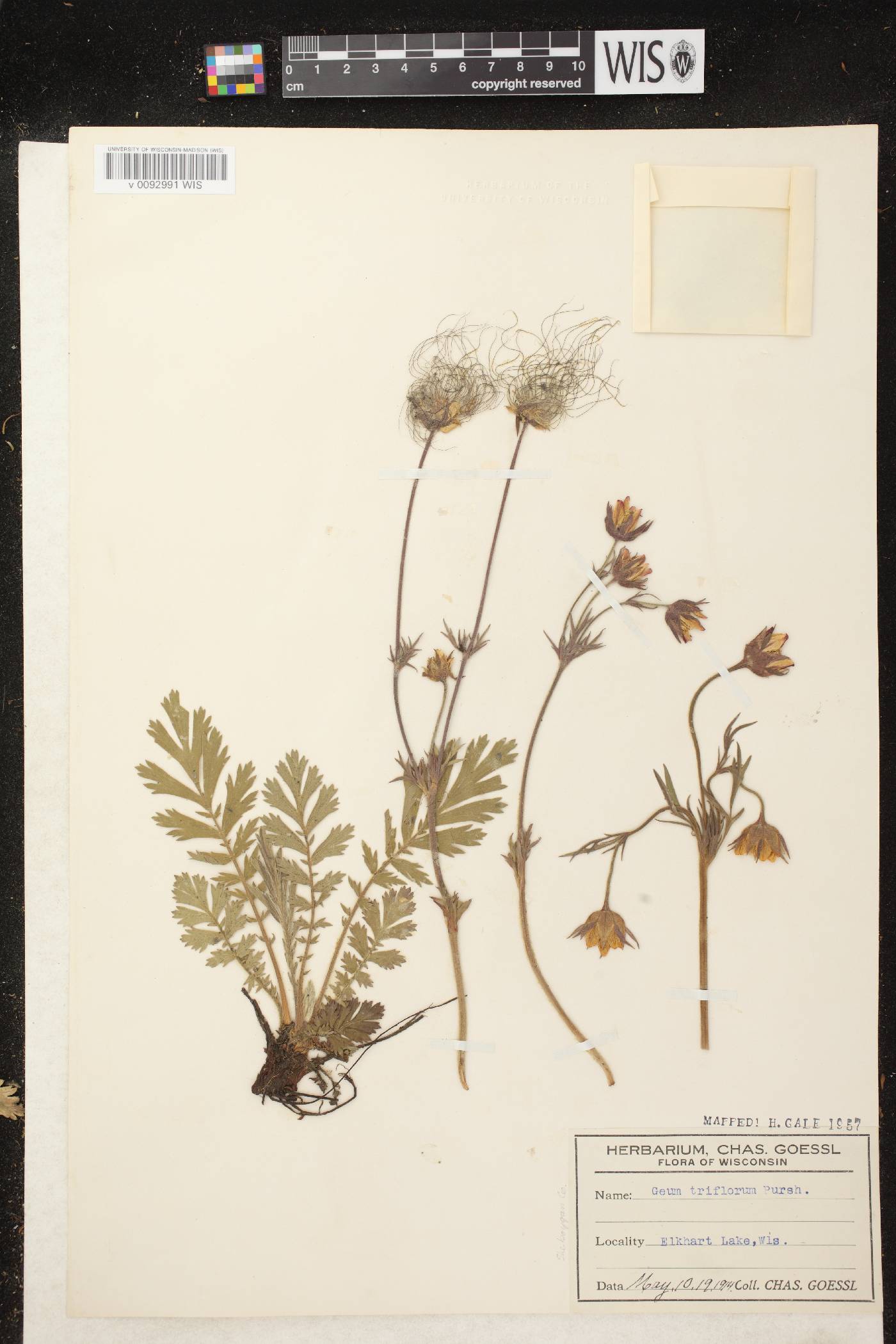 Geum triflorum var. triflorum image