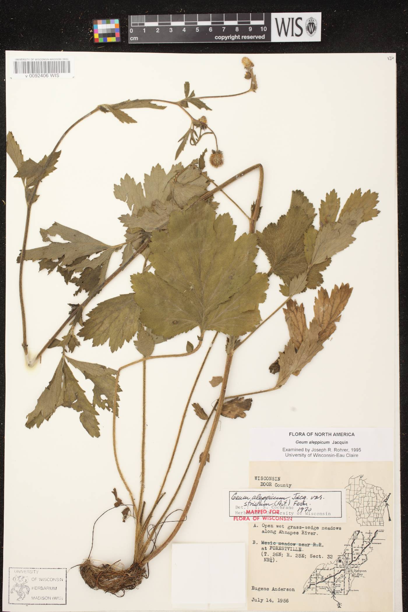 Geum aleppicum image