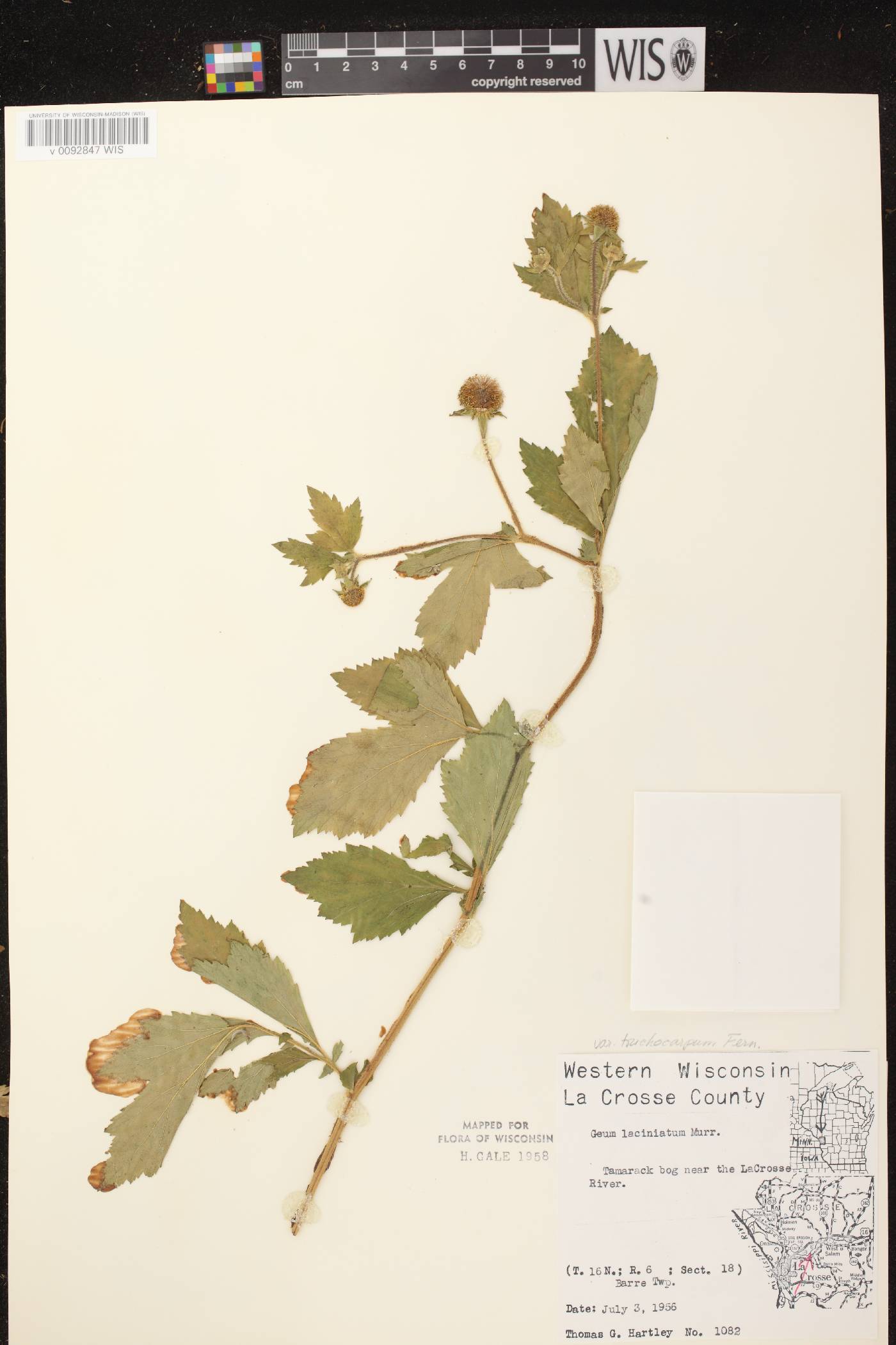 Geum laciniatum image