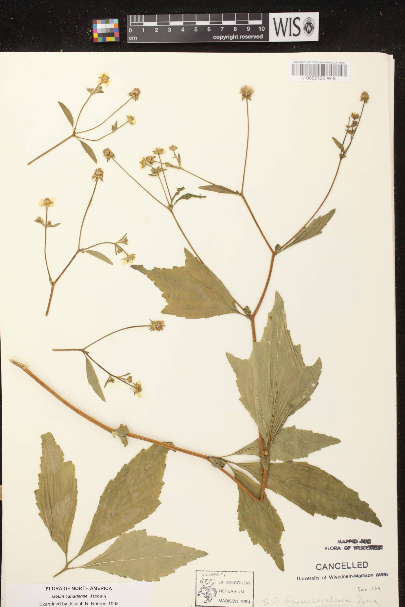 Geum canadense image