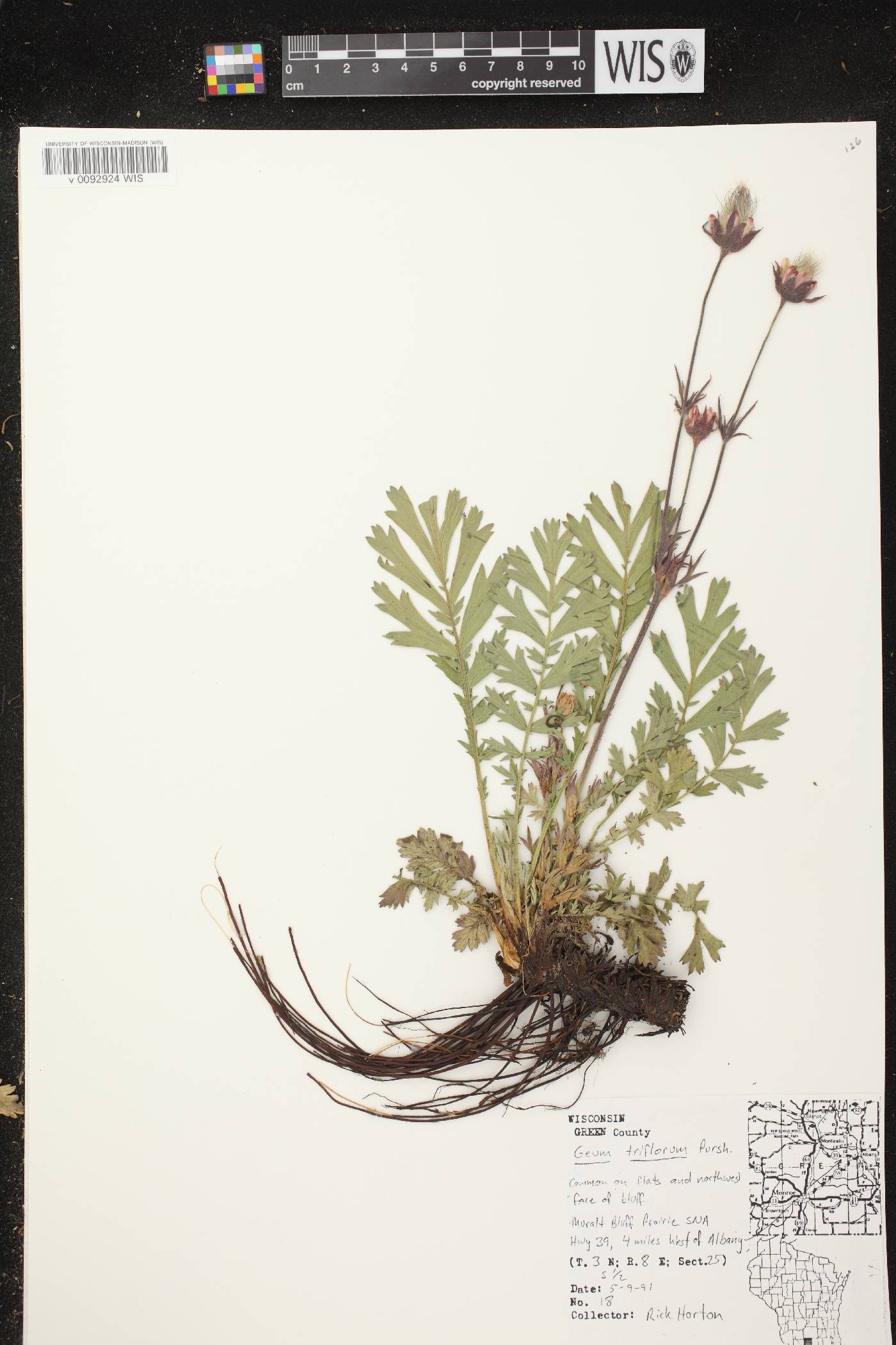 Geum triflorum var. triflorum image