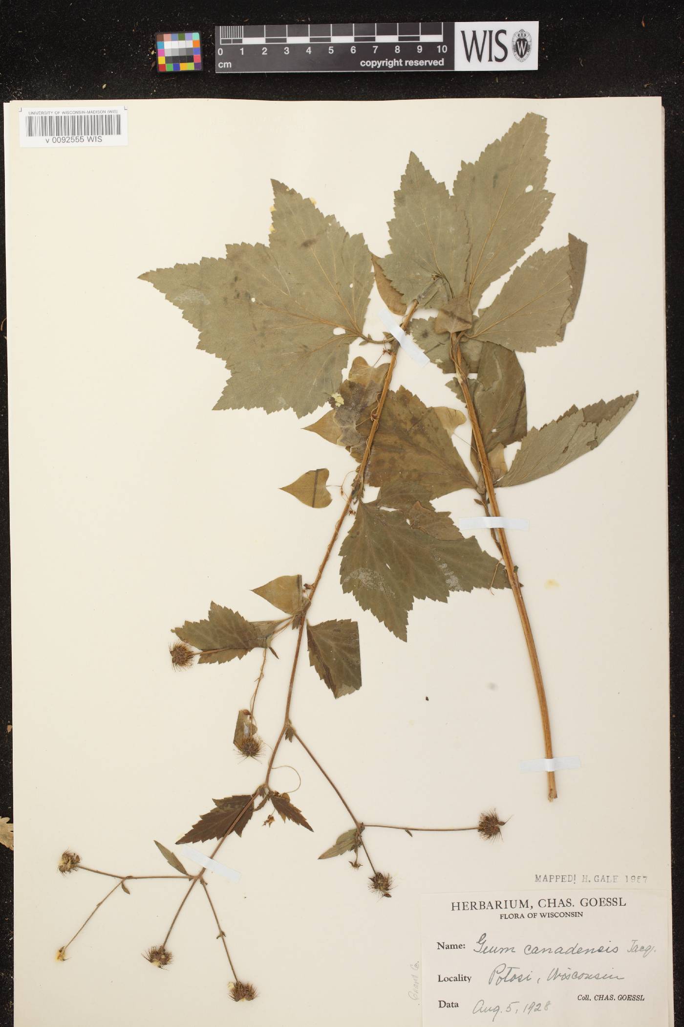 Geum canadense image
