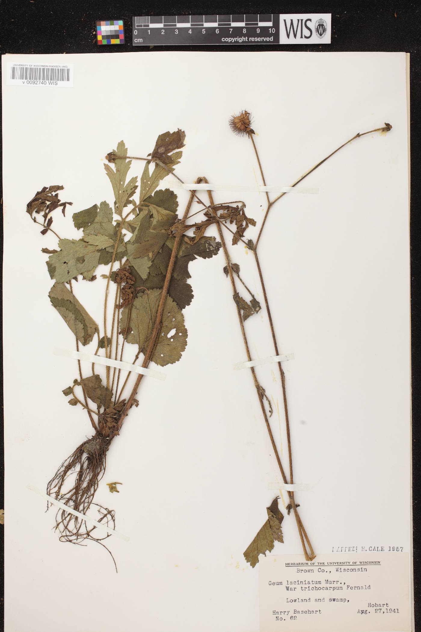 Geum laciniatum image