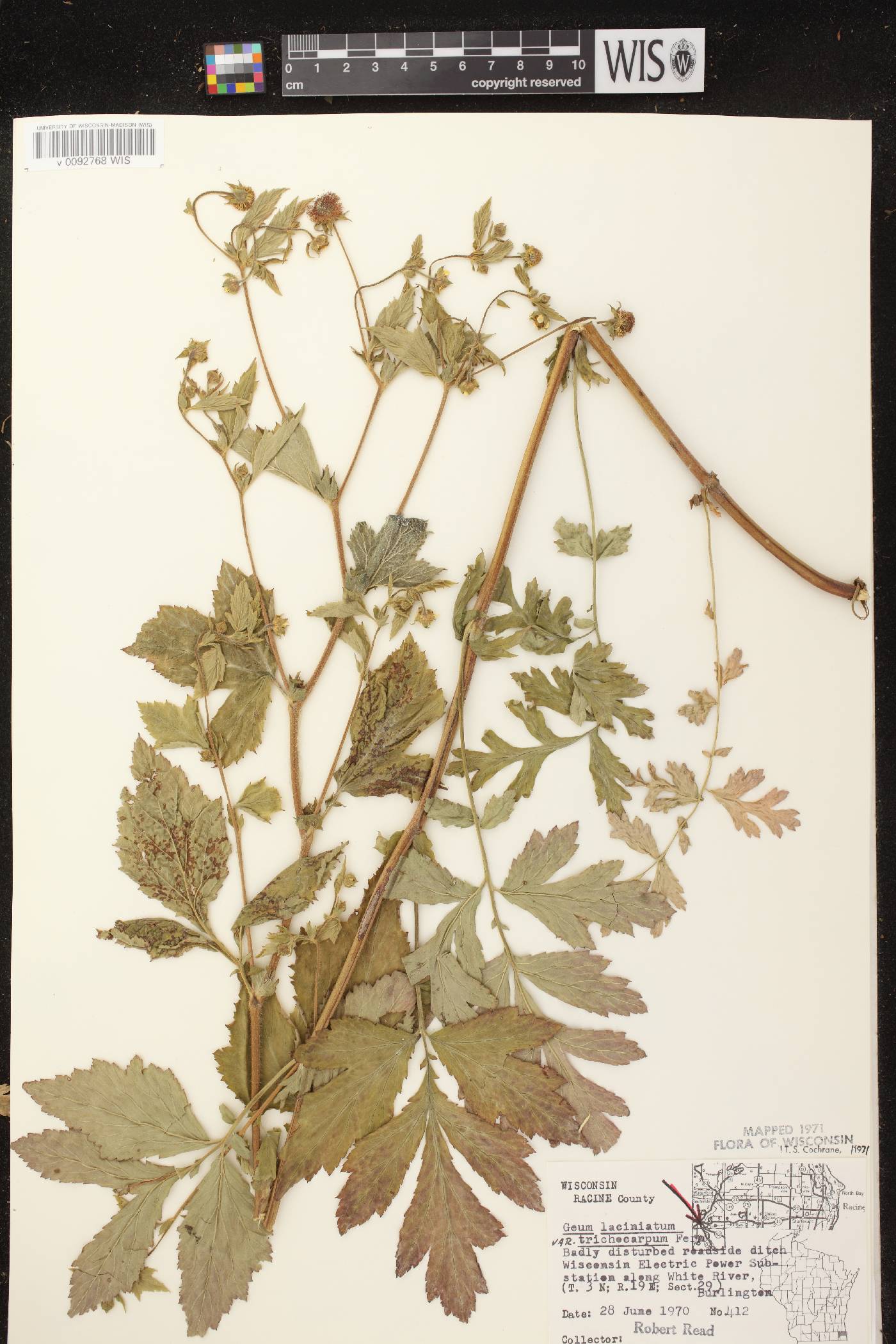 Geum laciniatum image