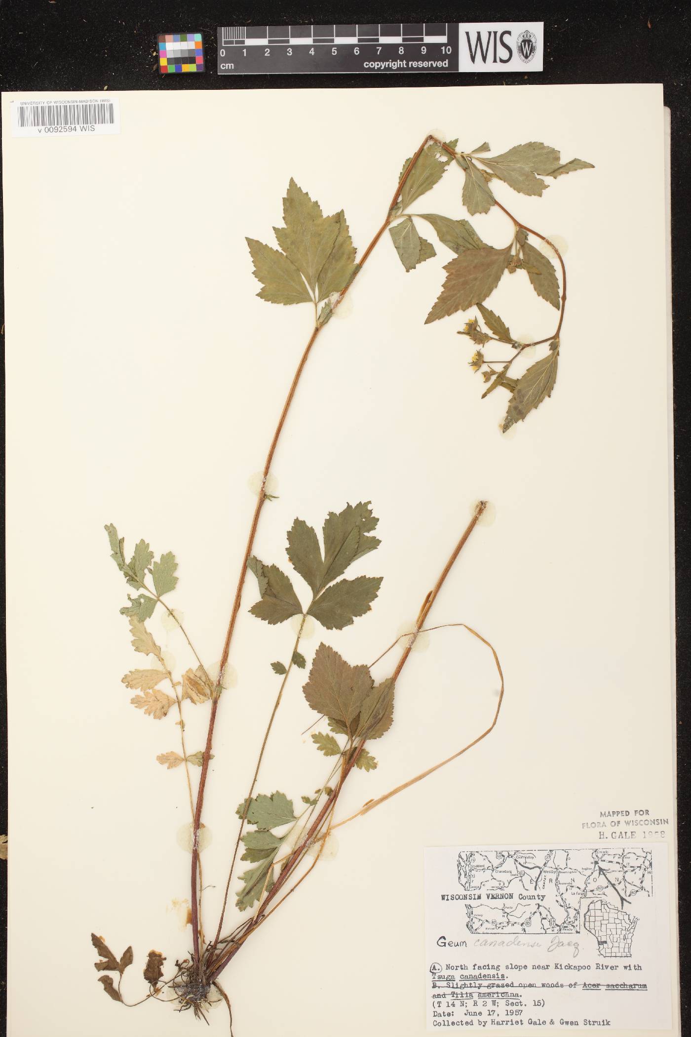 Geum canadense image