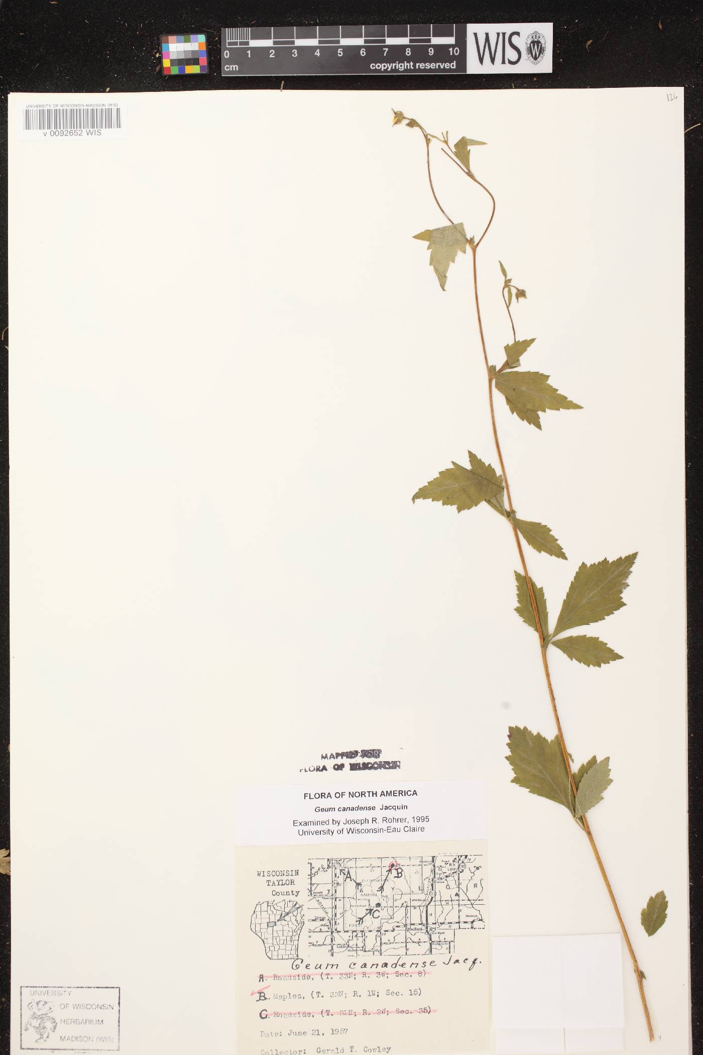 Geum canadense image