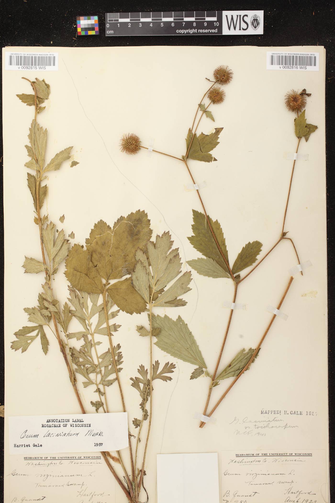 Geum laciniatum image