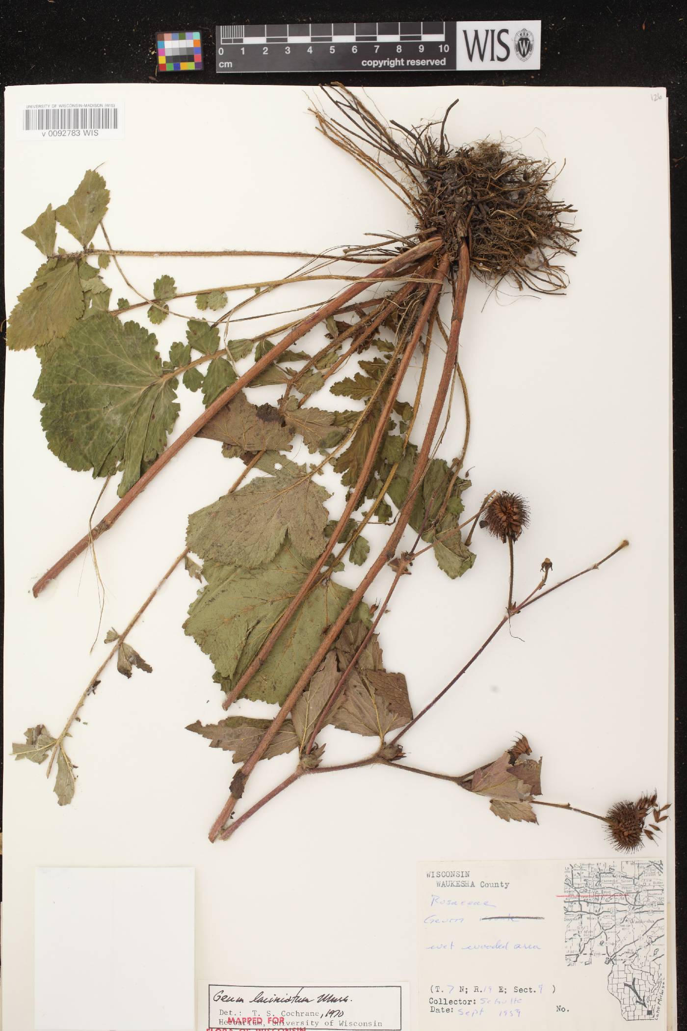 Geum laciniatum image