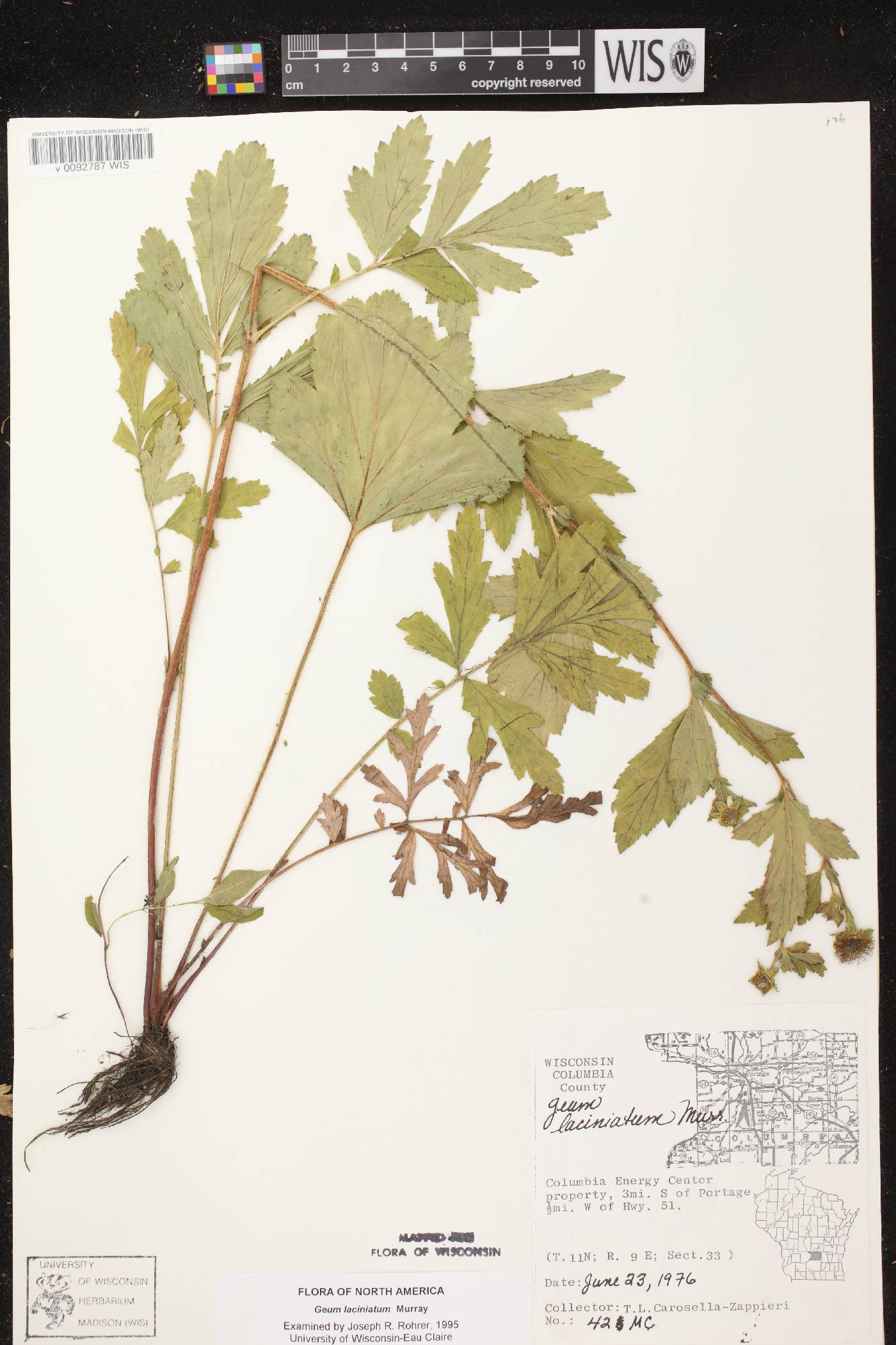 Geum laciniatum image