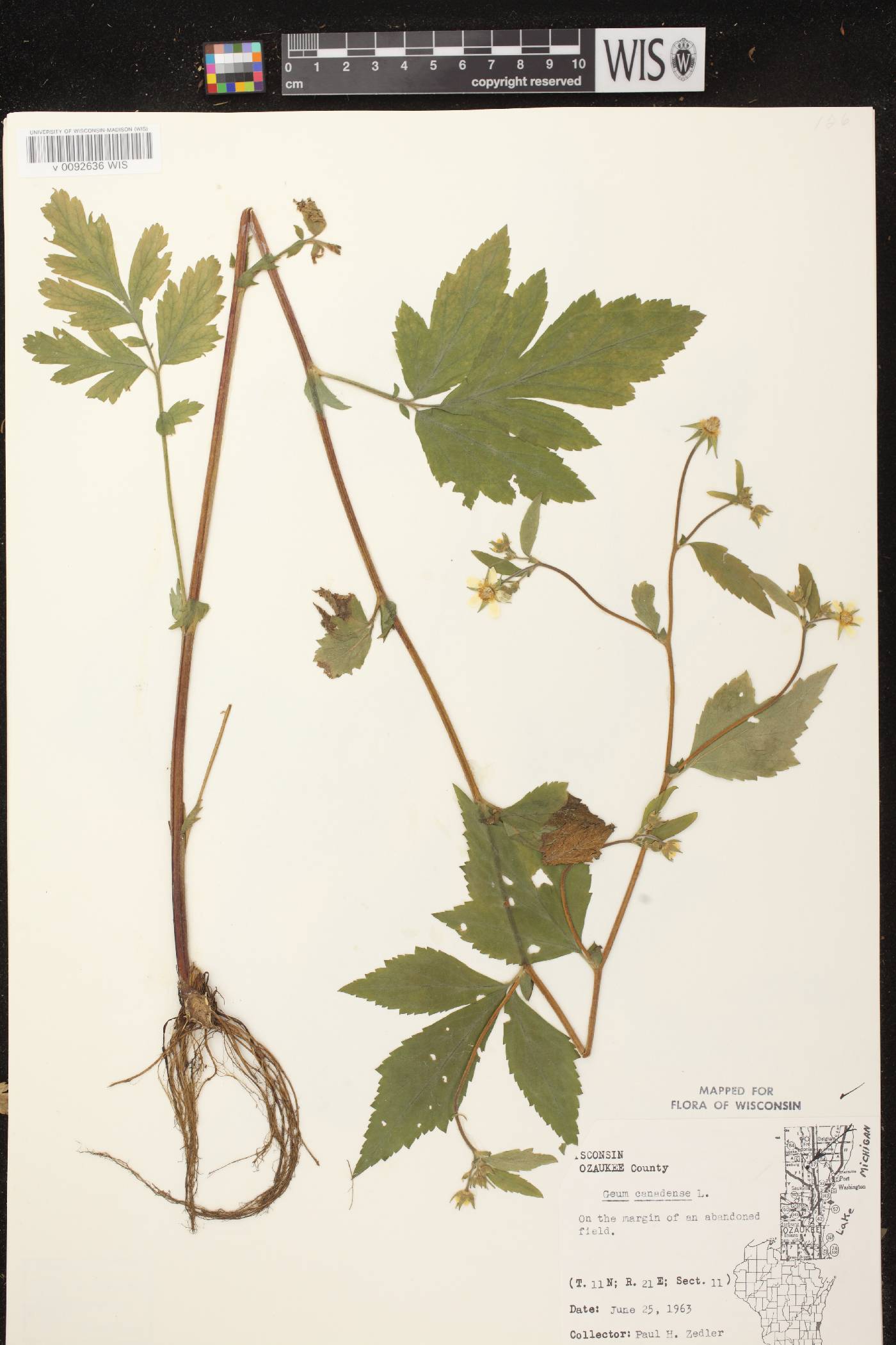 Geum canadense image