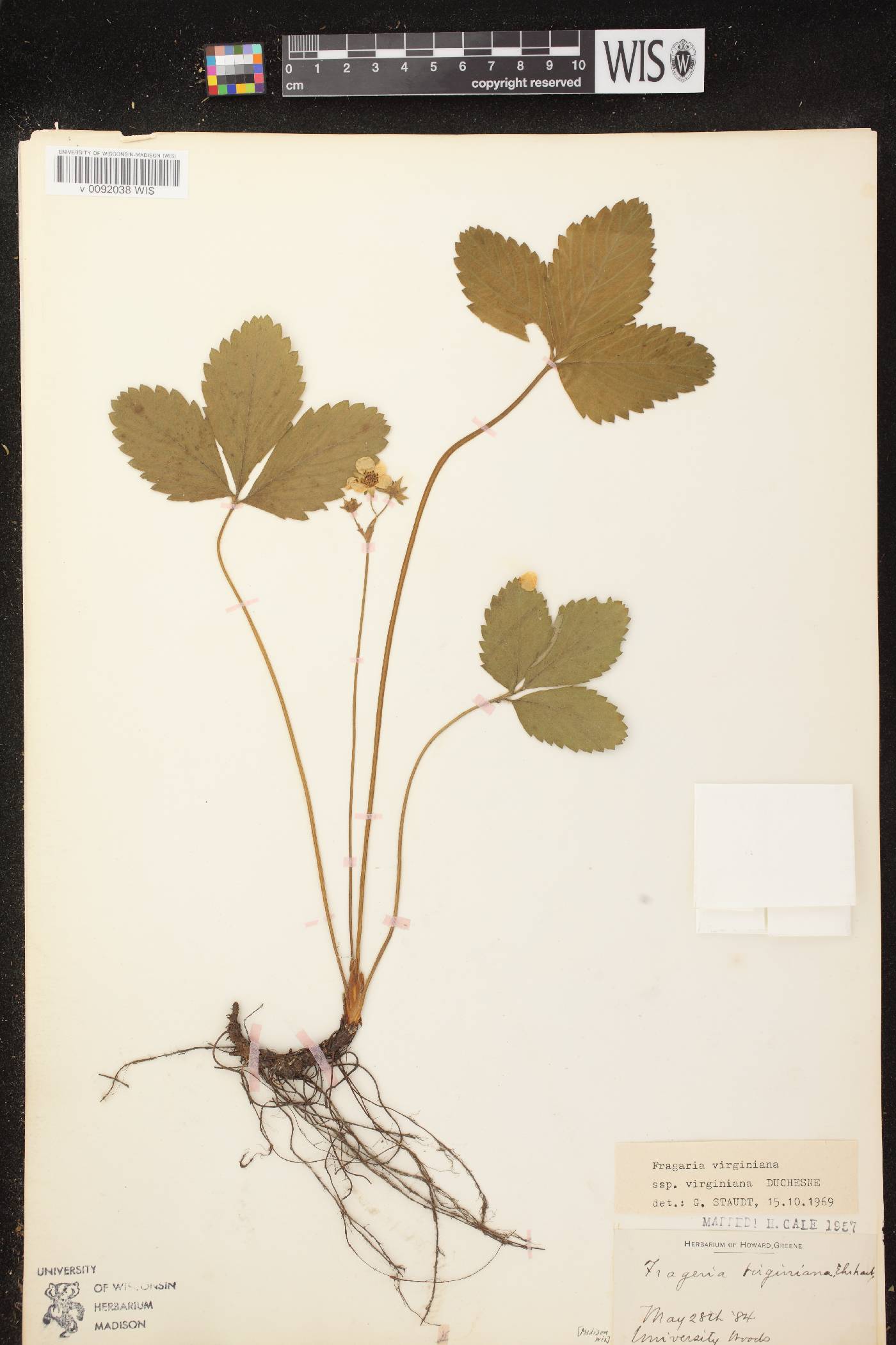 Fragaria virginiana image