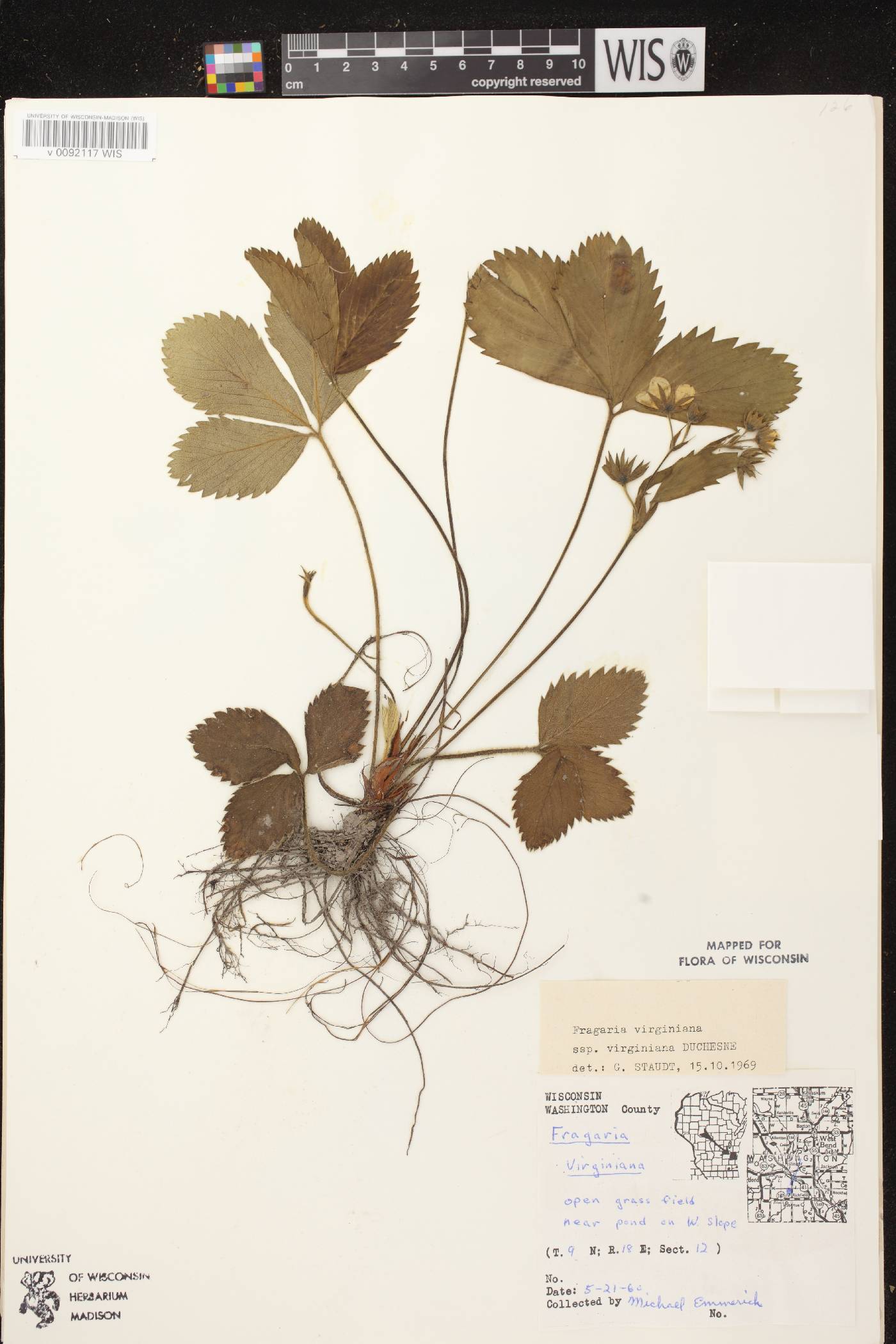 Fragaria virginiana image