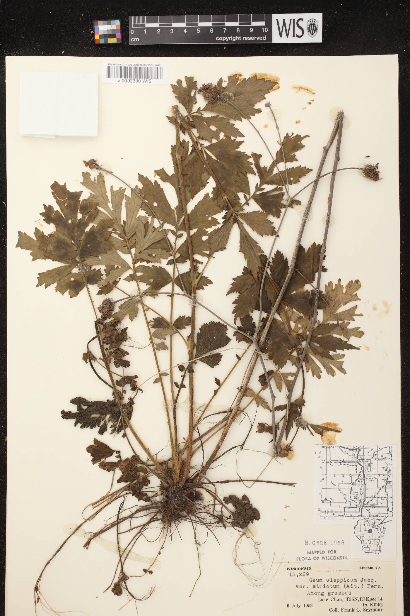 Geum aleppicum image