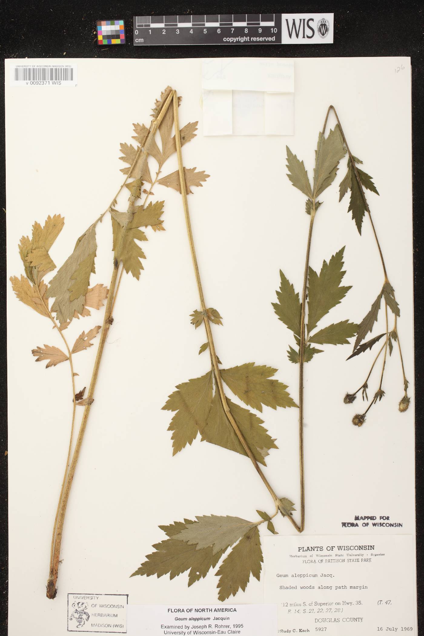 Geum aleppicum image