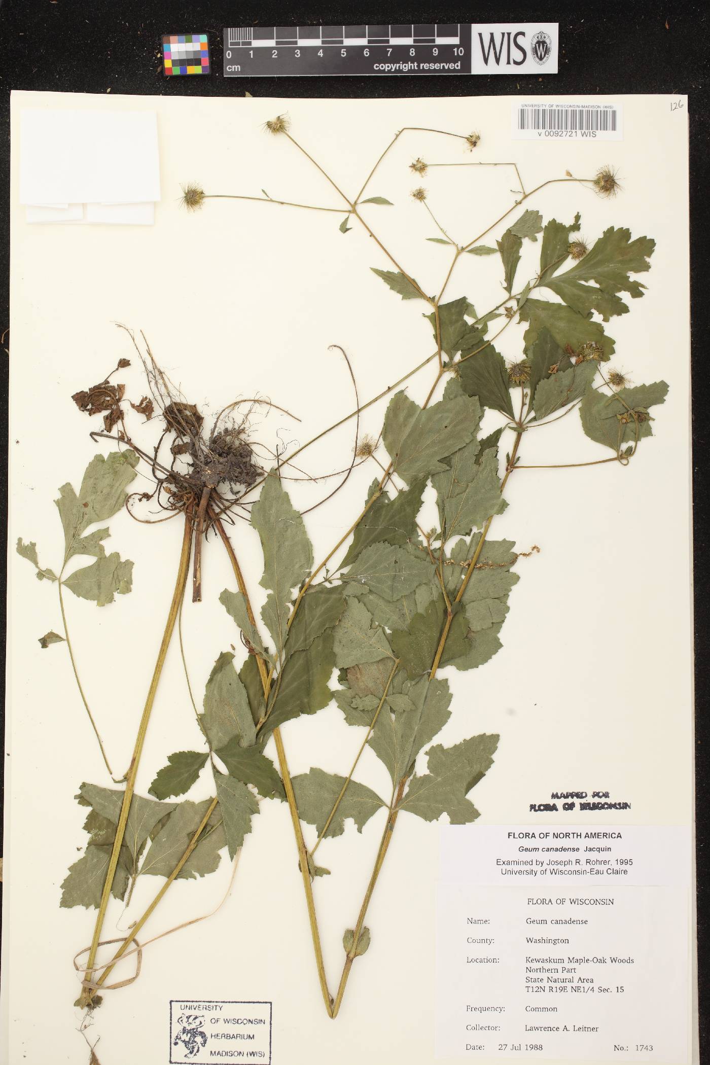 Geum canadense image