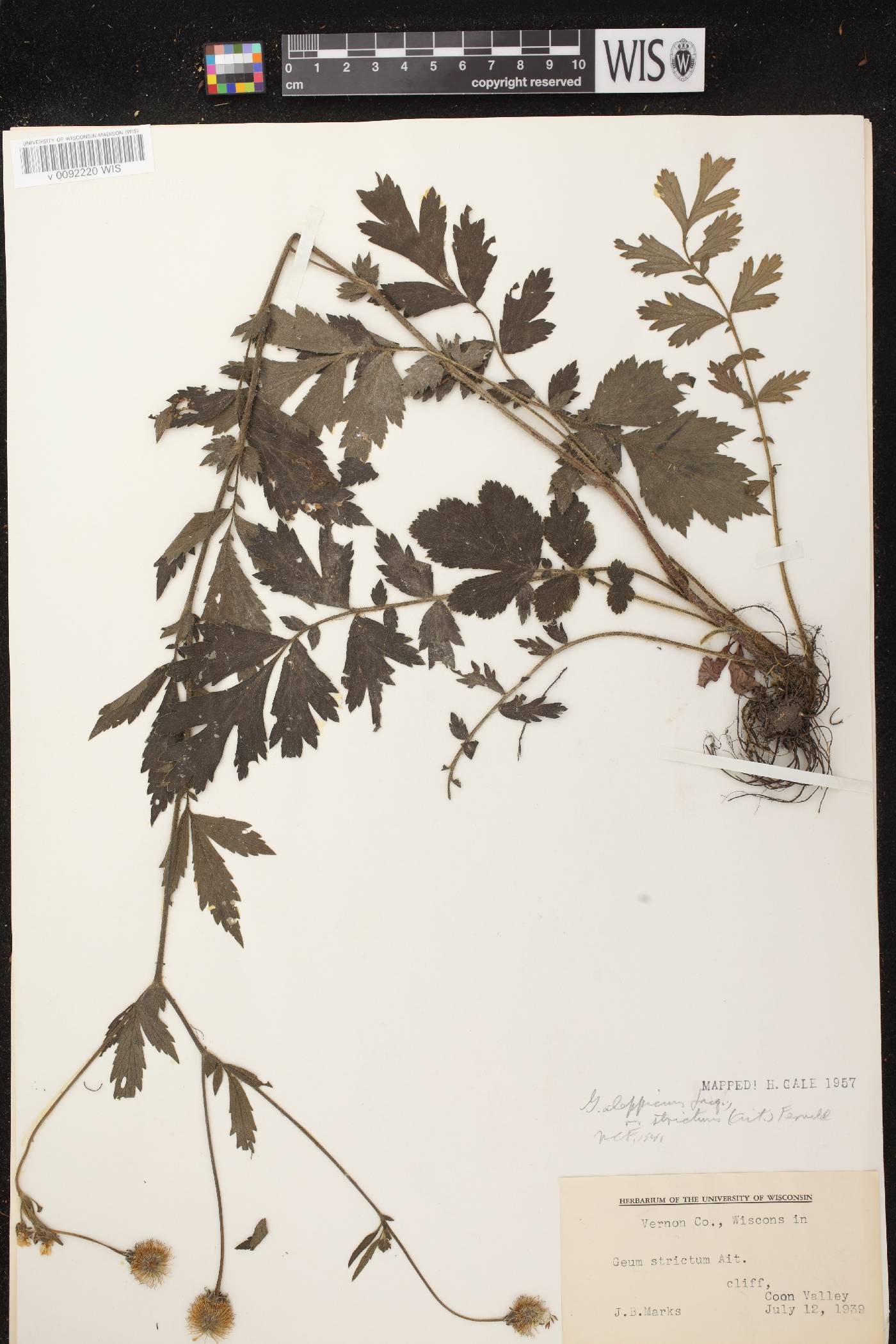 Geum aleppicum image