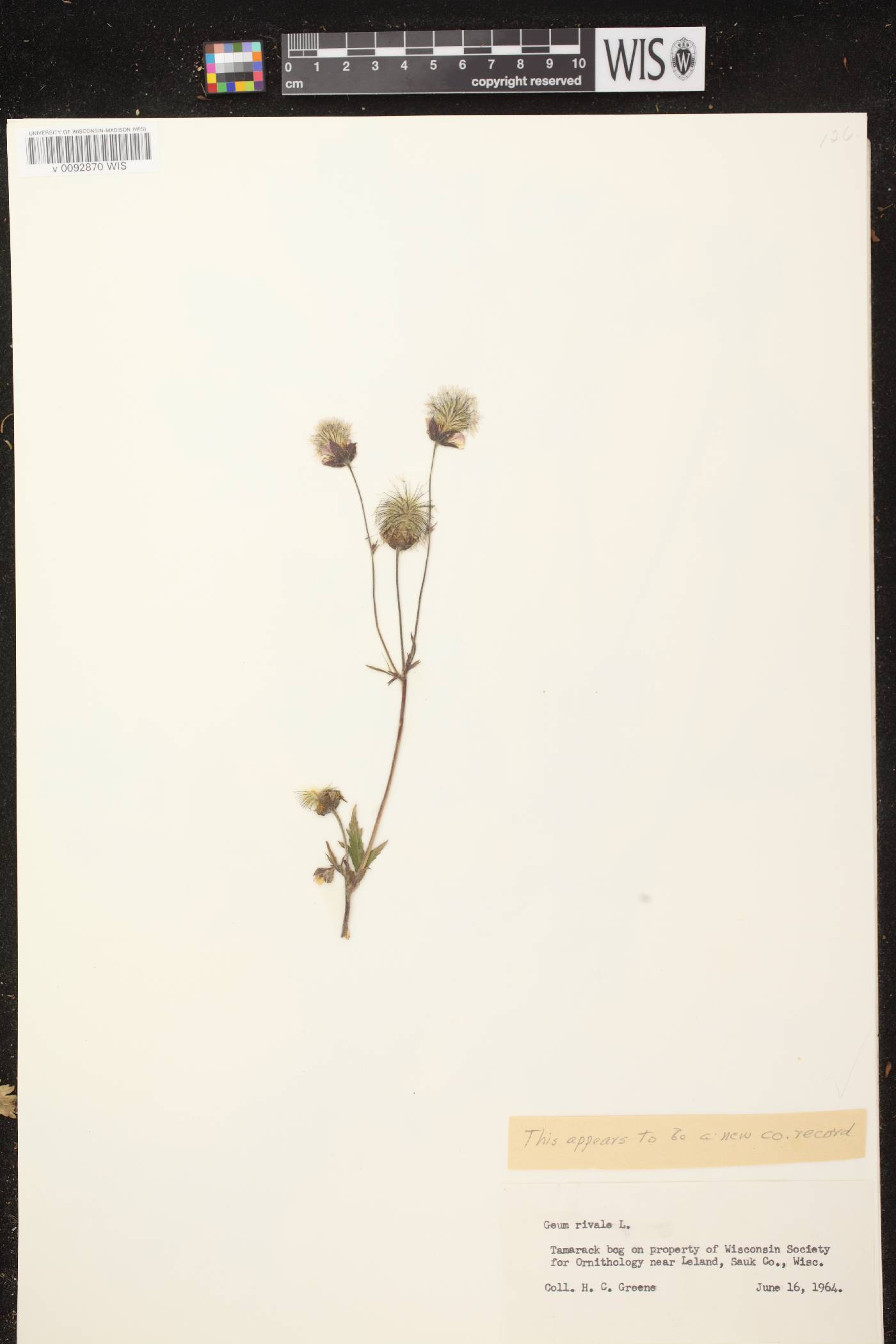 Geum rivale image