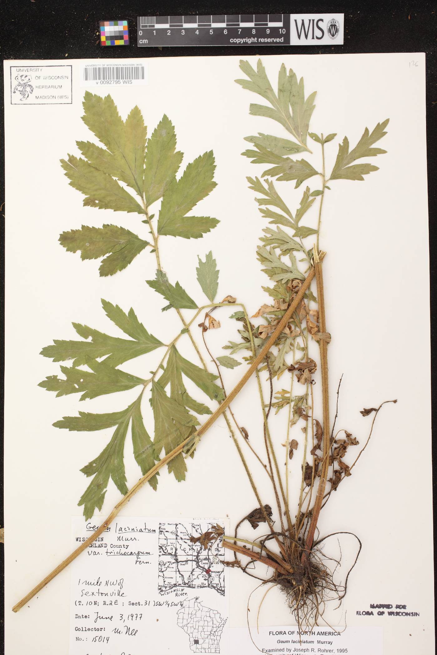 Geum laciniatum image
