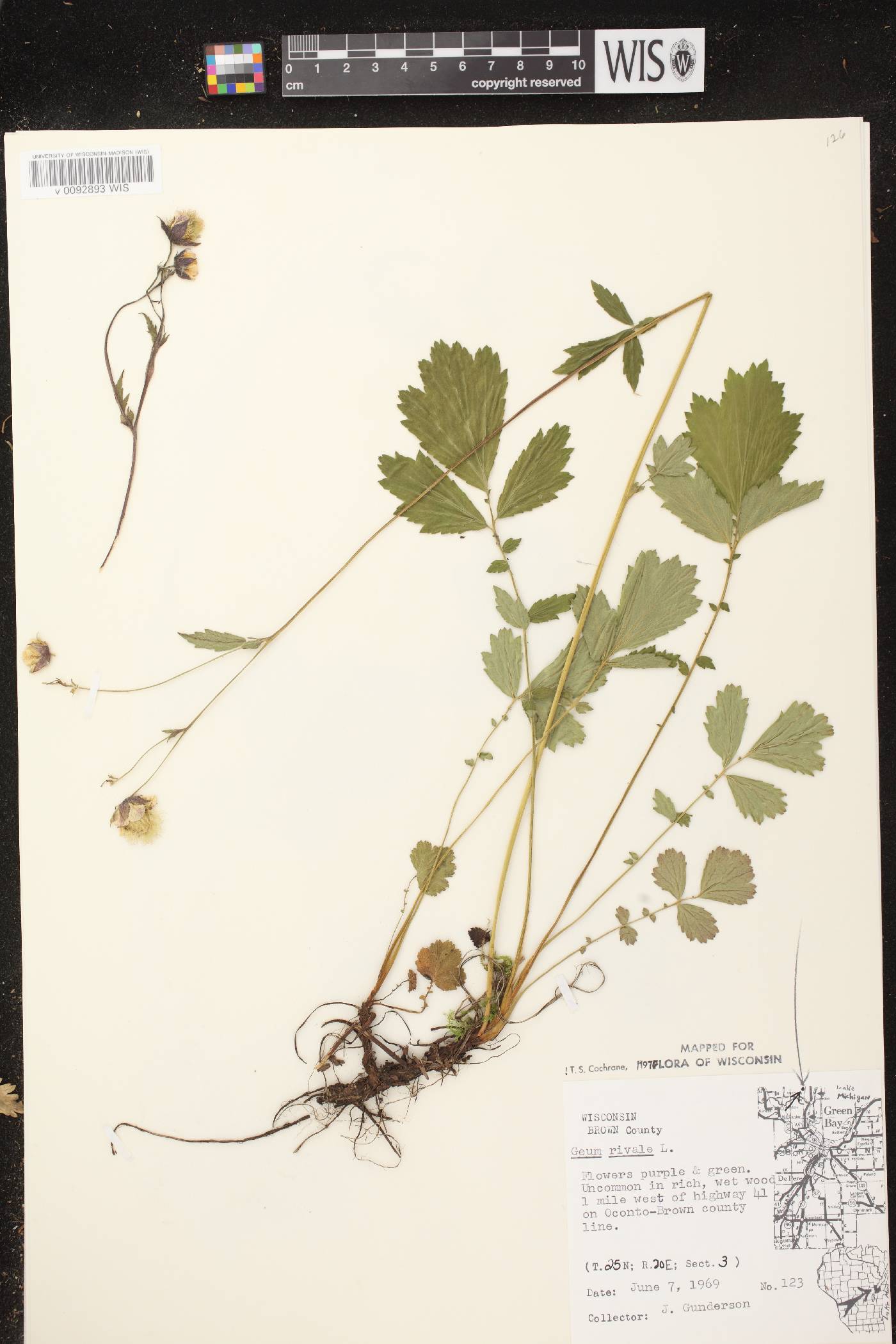 Geum rivale image