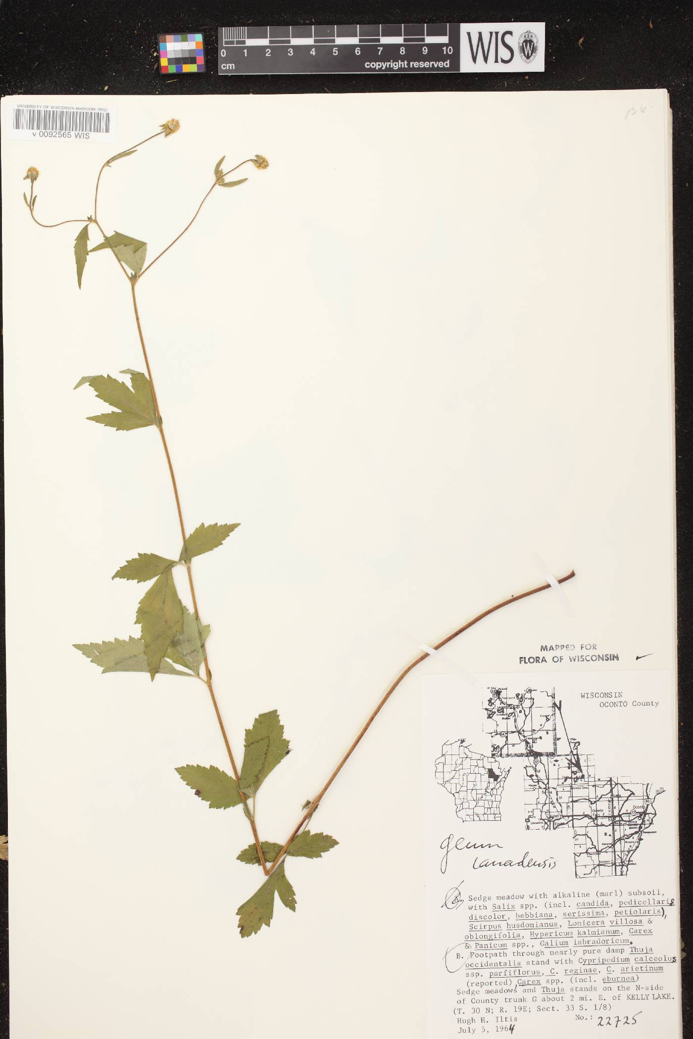Geum canadense image