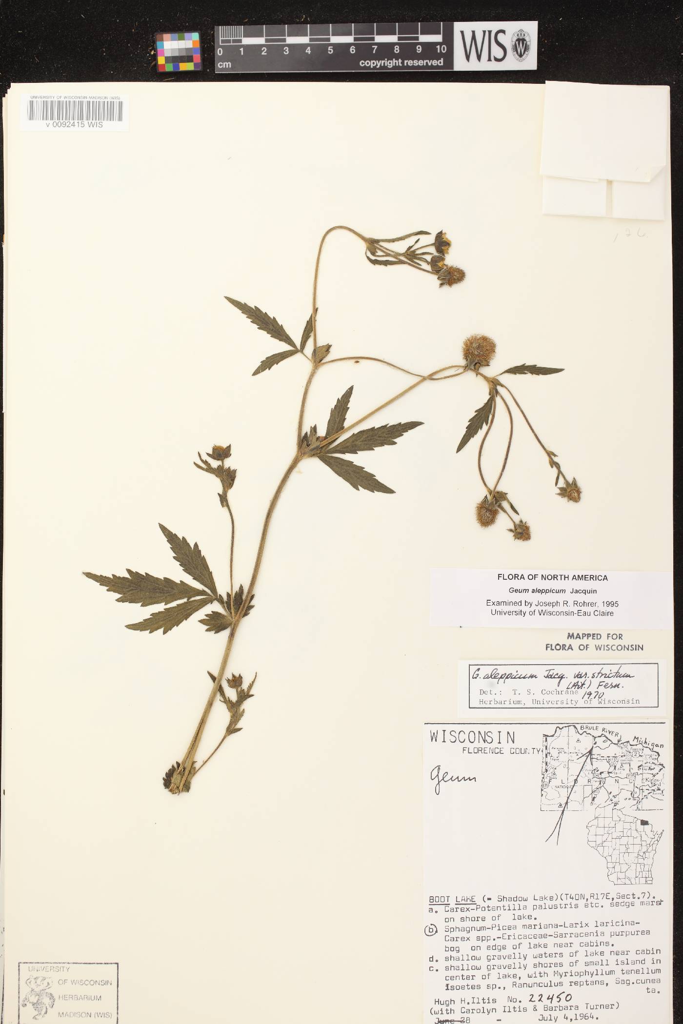 Geum aleppicum image