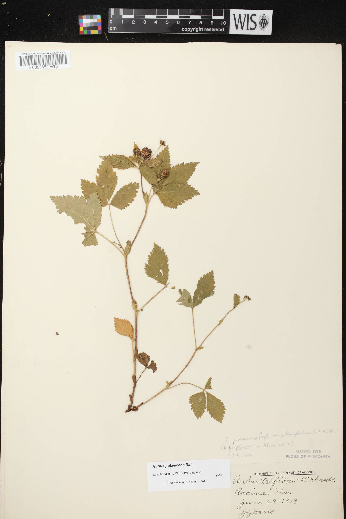 Rubus pubescens image