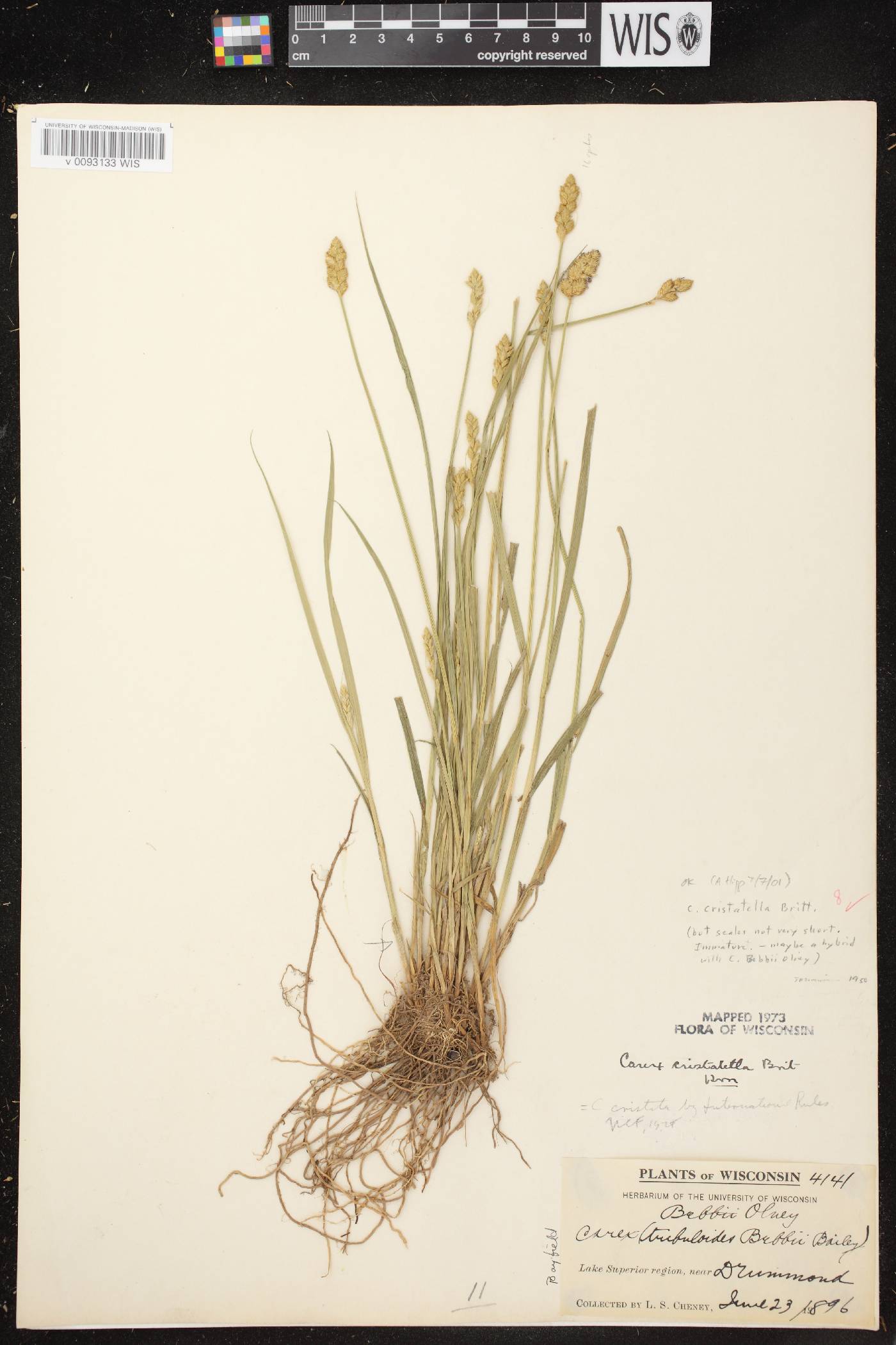 Carex cristatella image