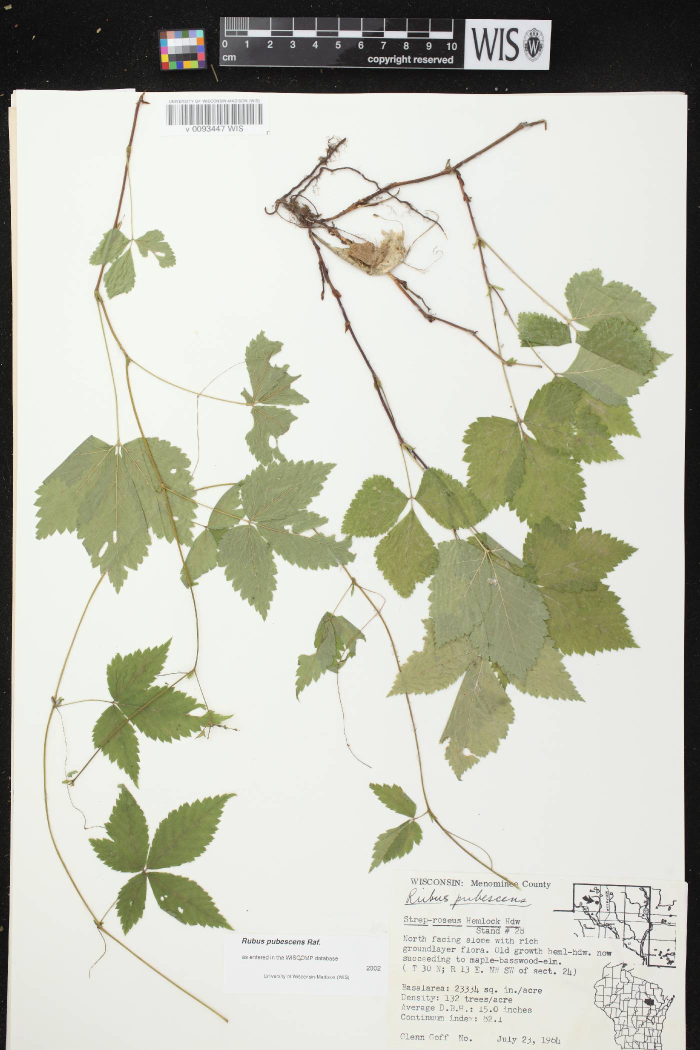 Rubus pubescens image