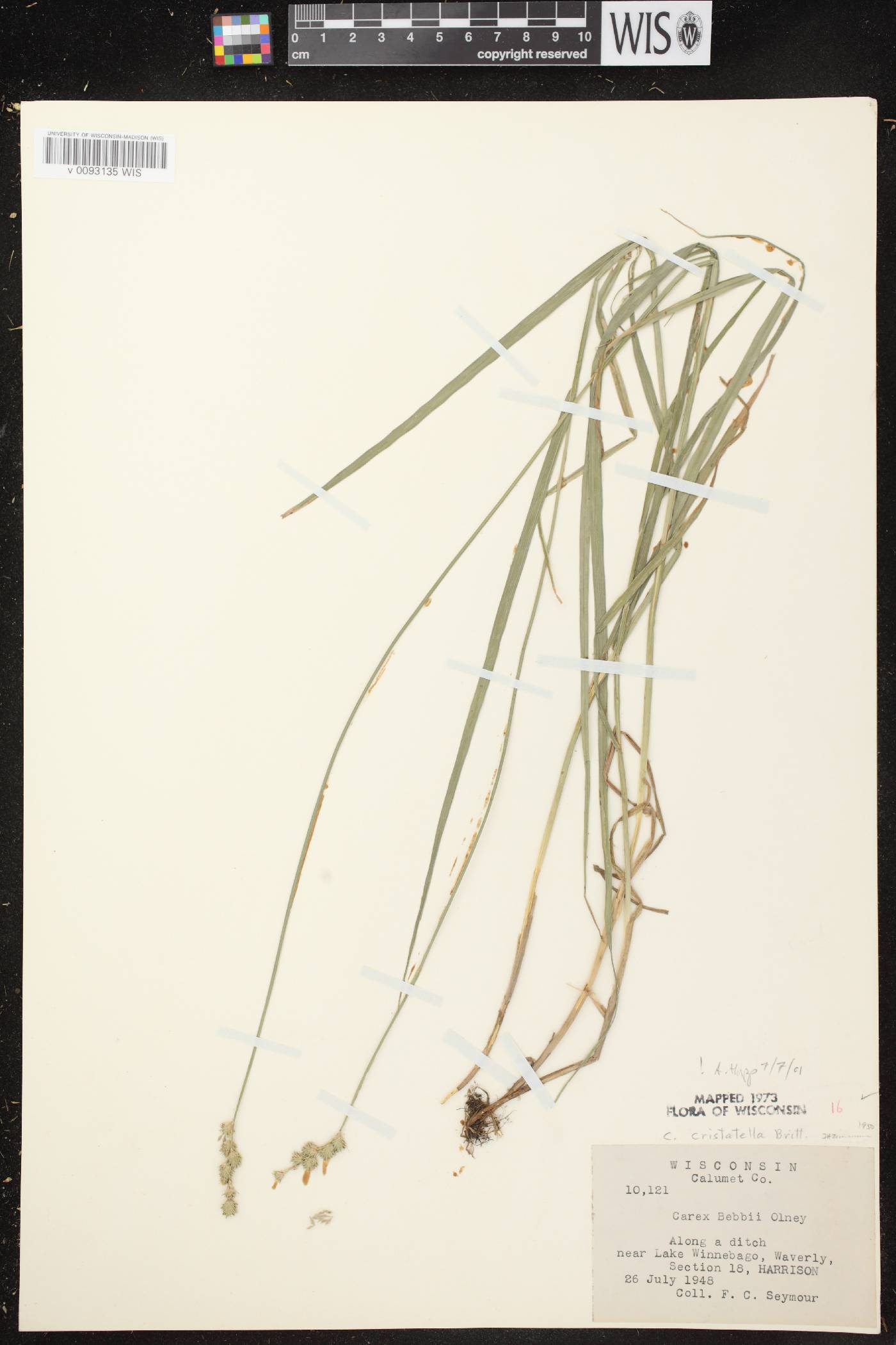 Carex cristatella image
