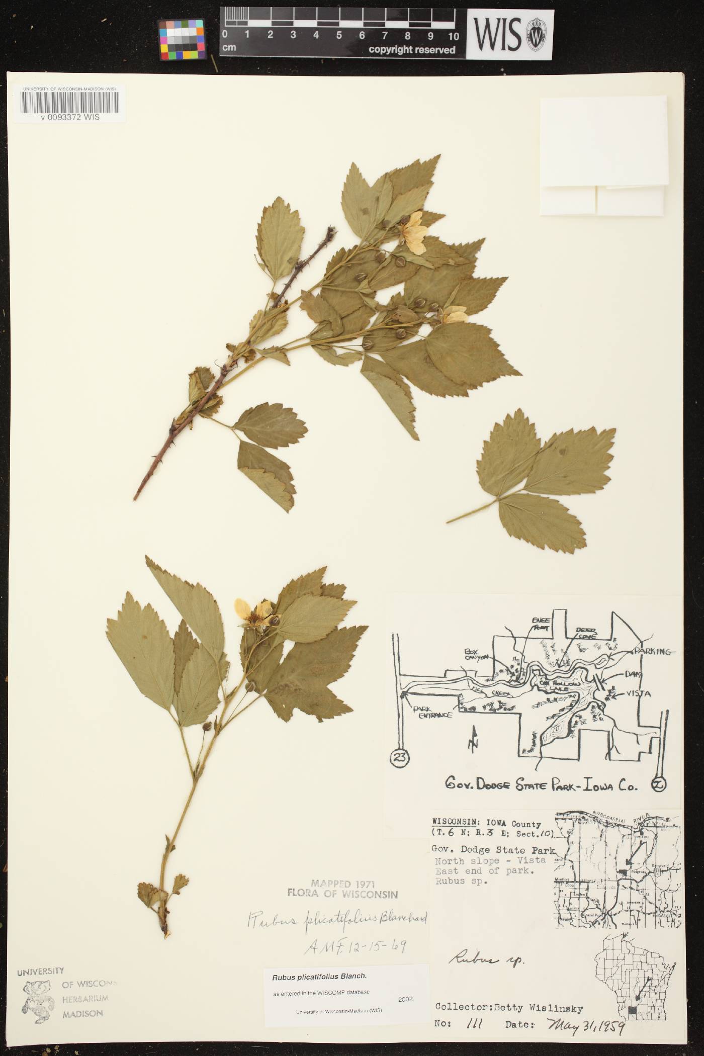 Rubus flagellaris image