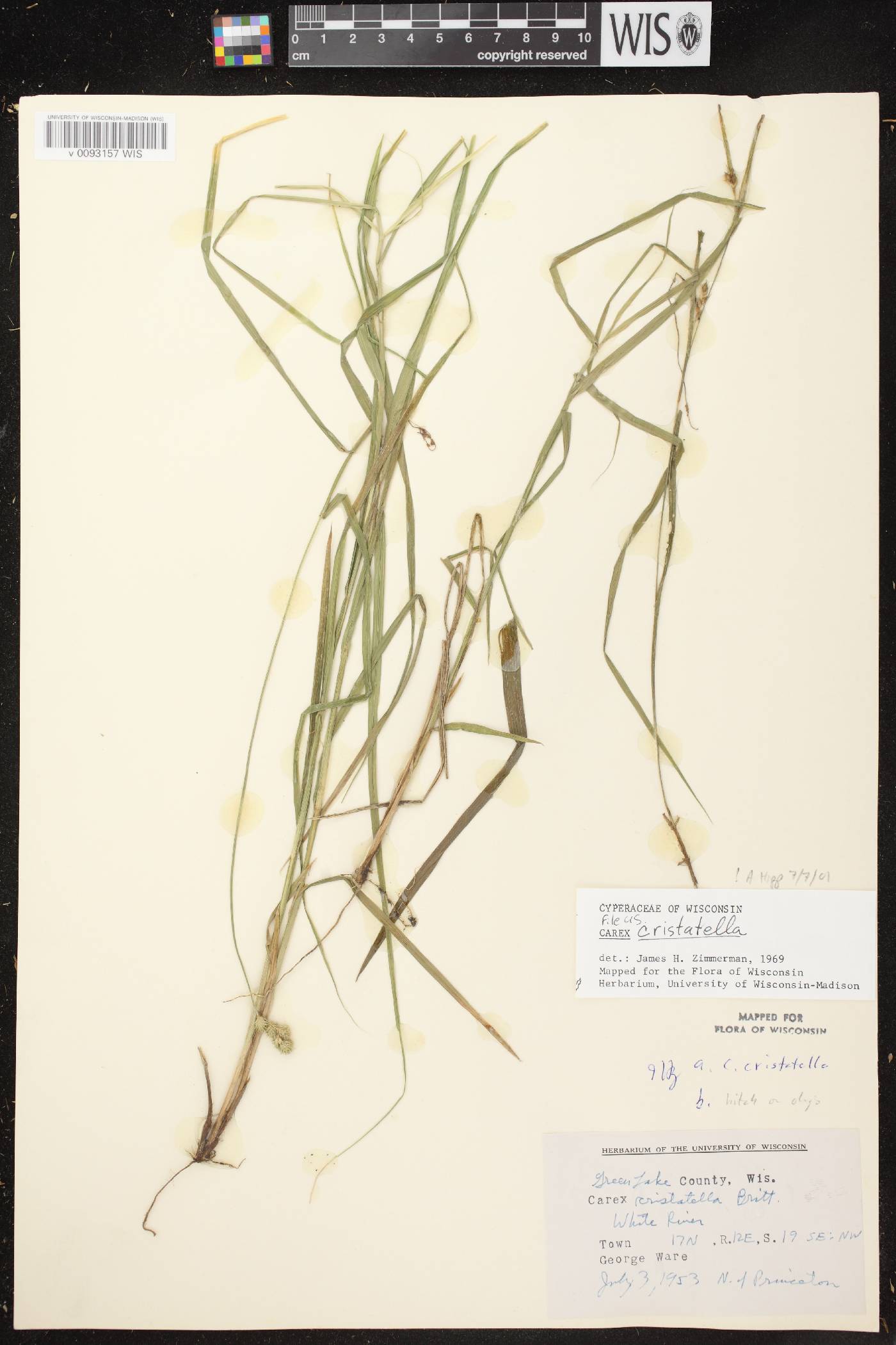 Carex cristatella image
