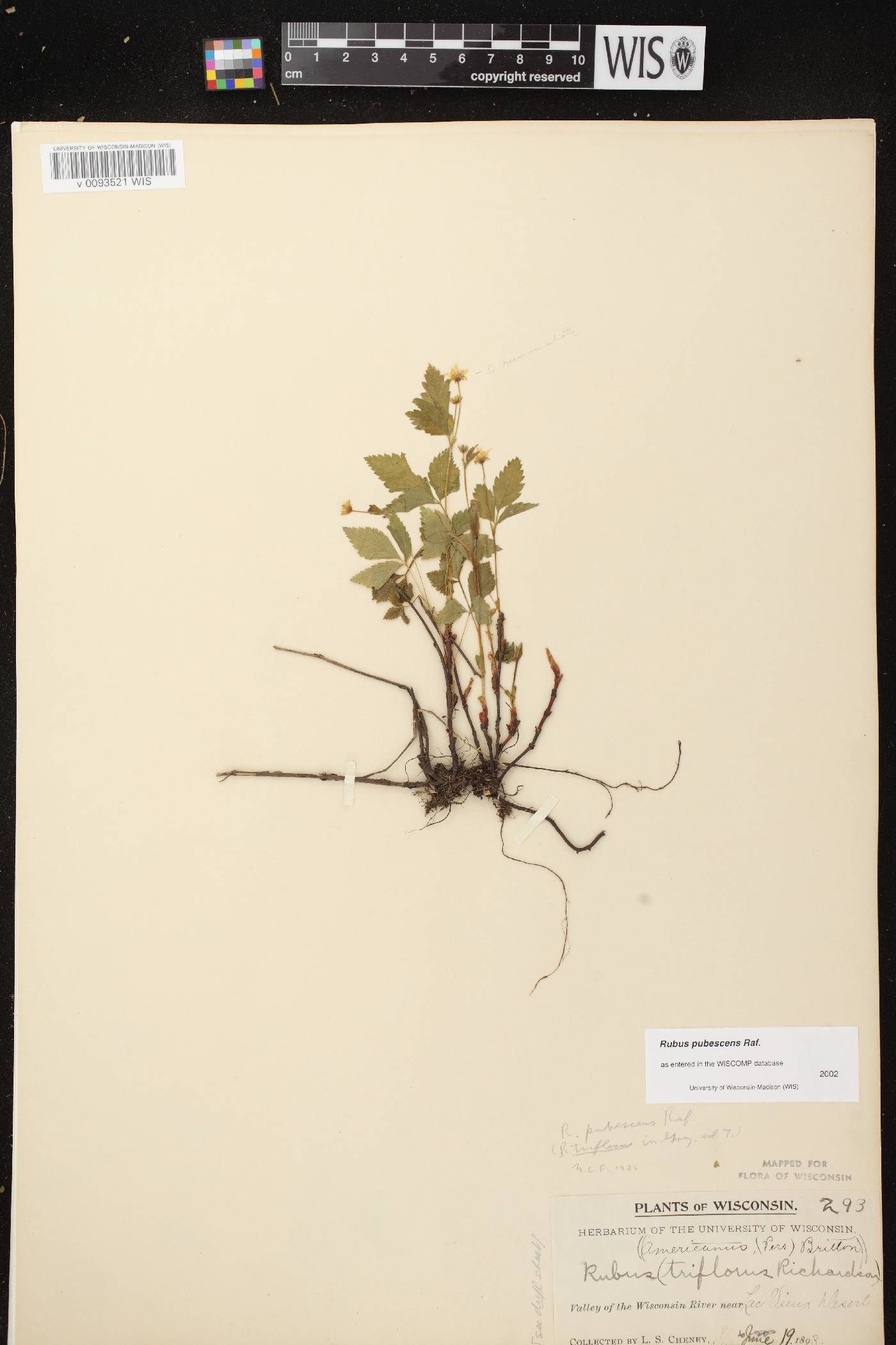 Rubus pubescens image