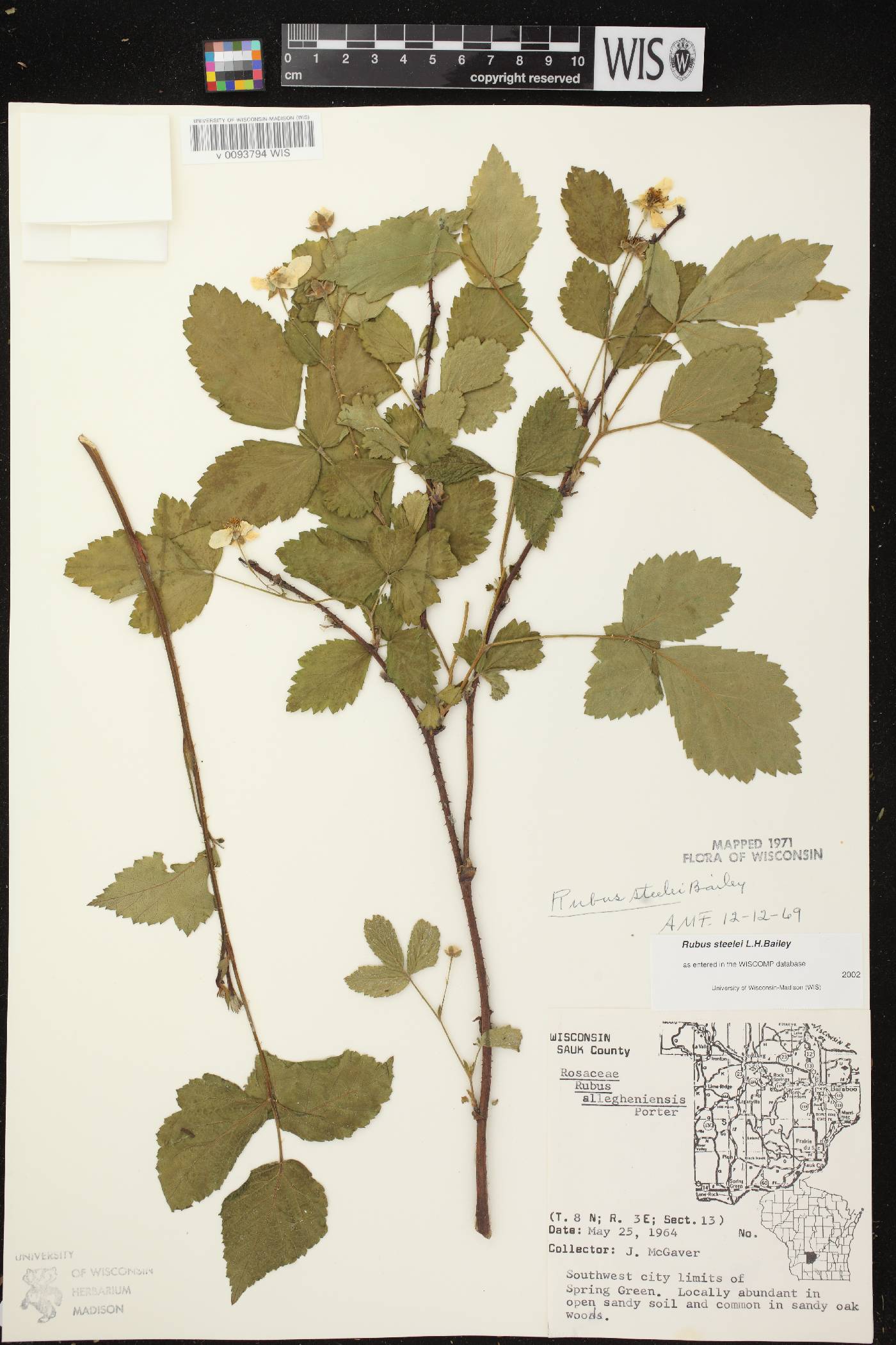 Rubus flagellaris image