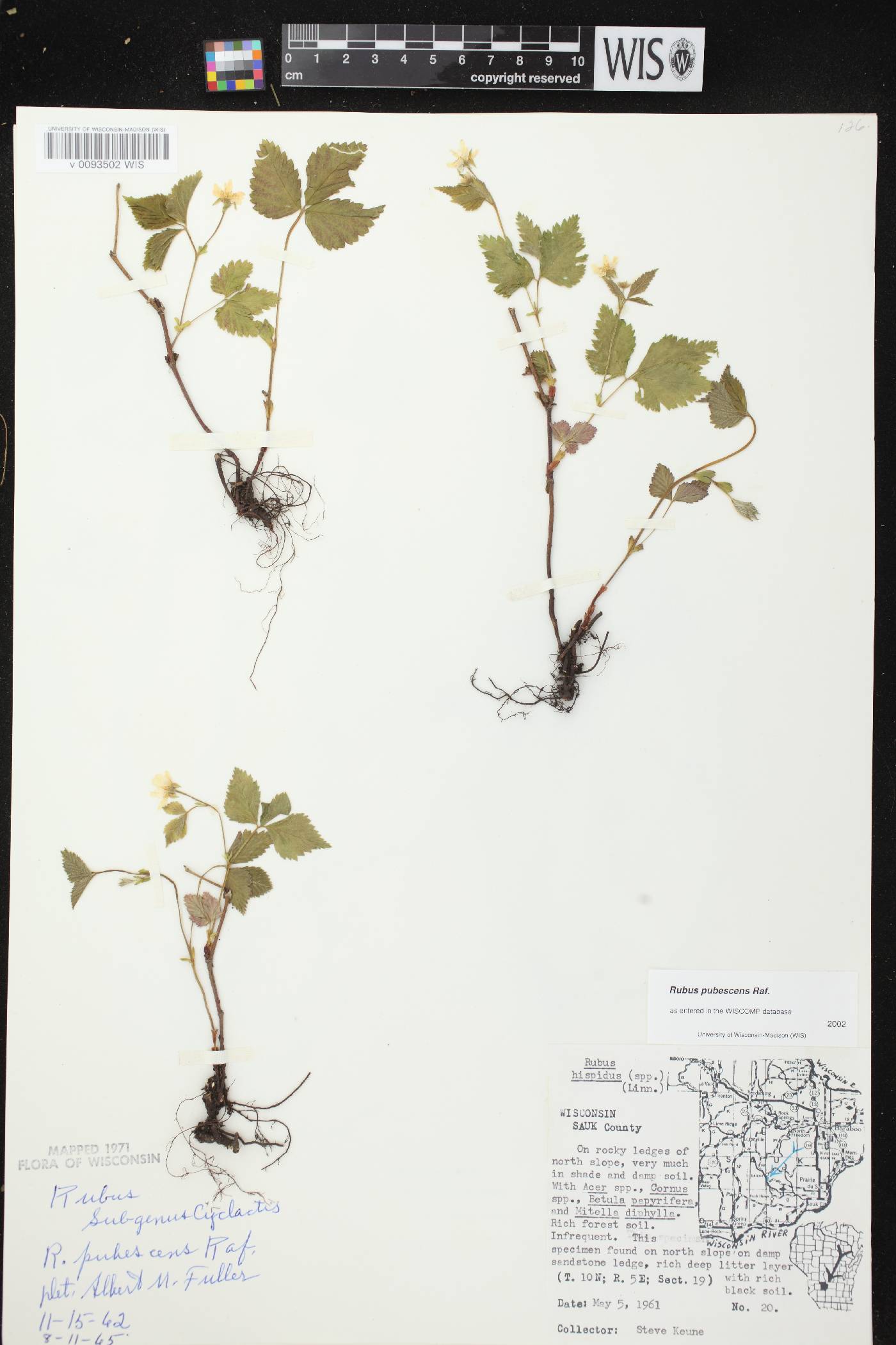 Rubus pubescens image