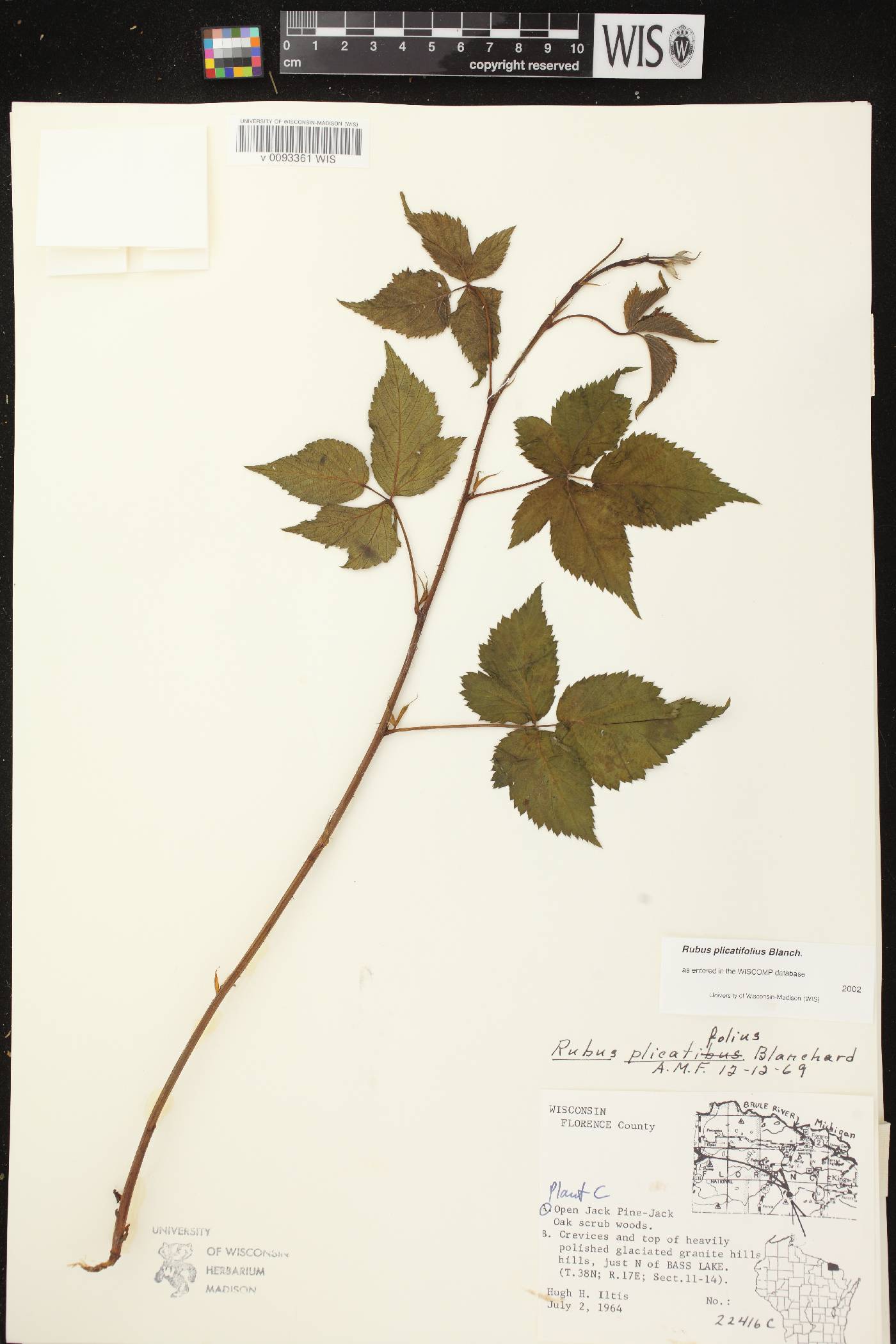 Rubus flagellaris image