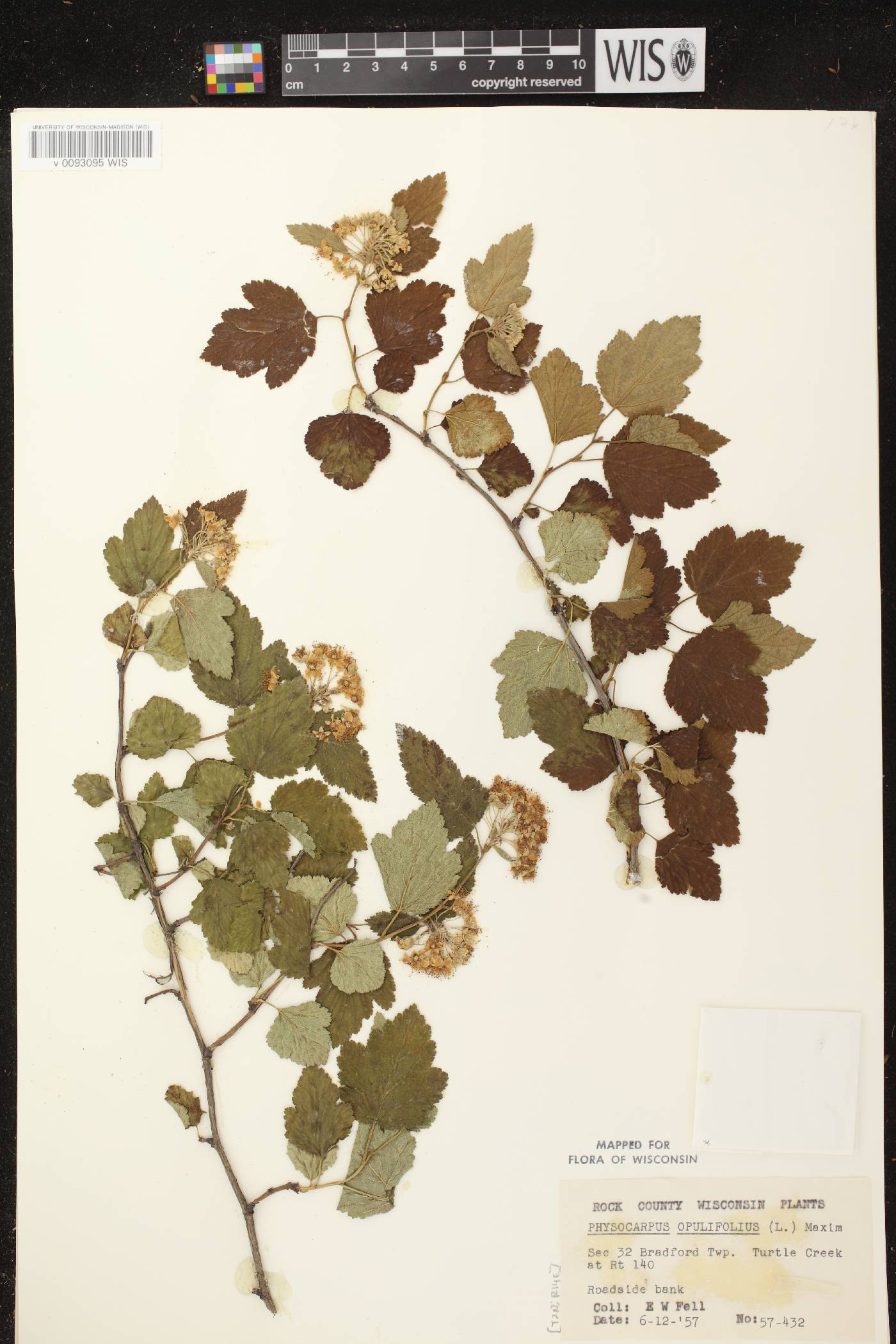Physocarpus opulifolius image