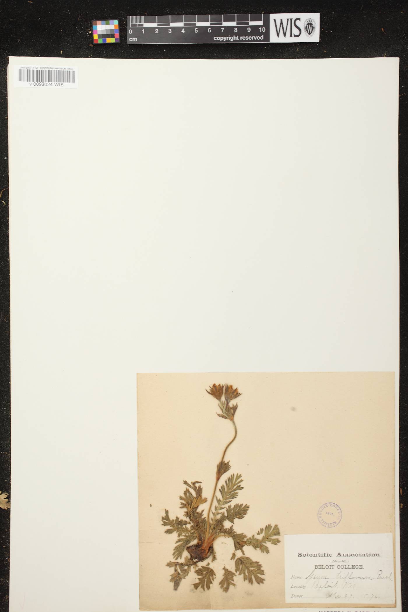 Geum triflorum var. triflorum image