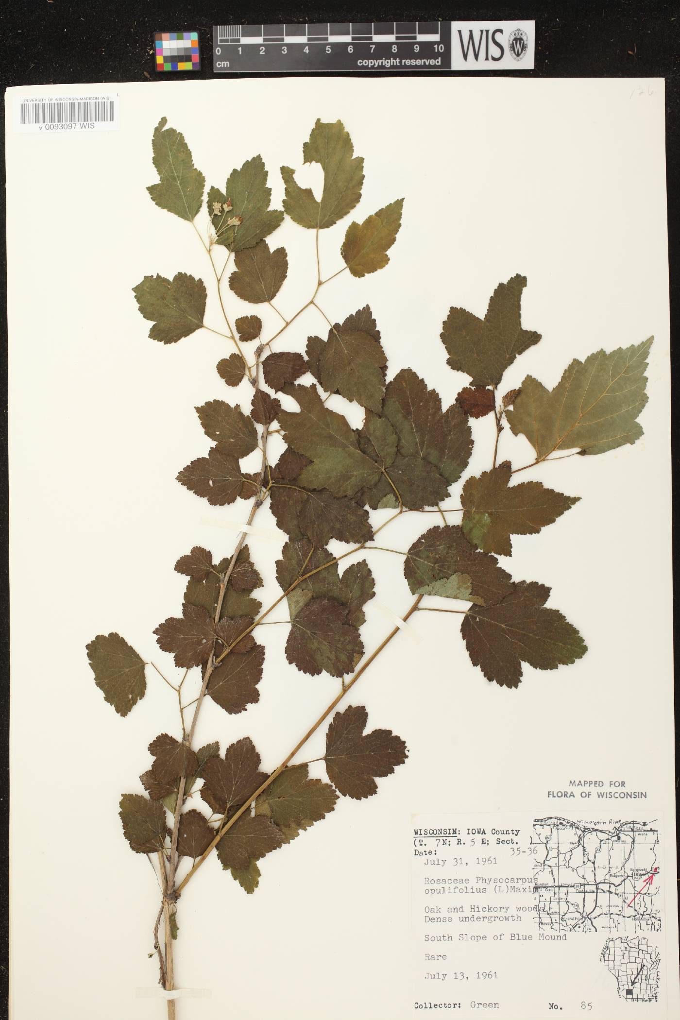 Physocarpus opulifolius image