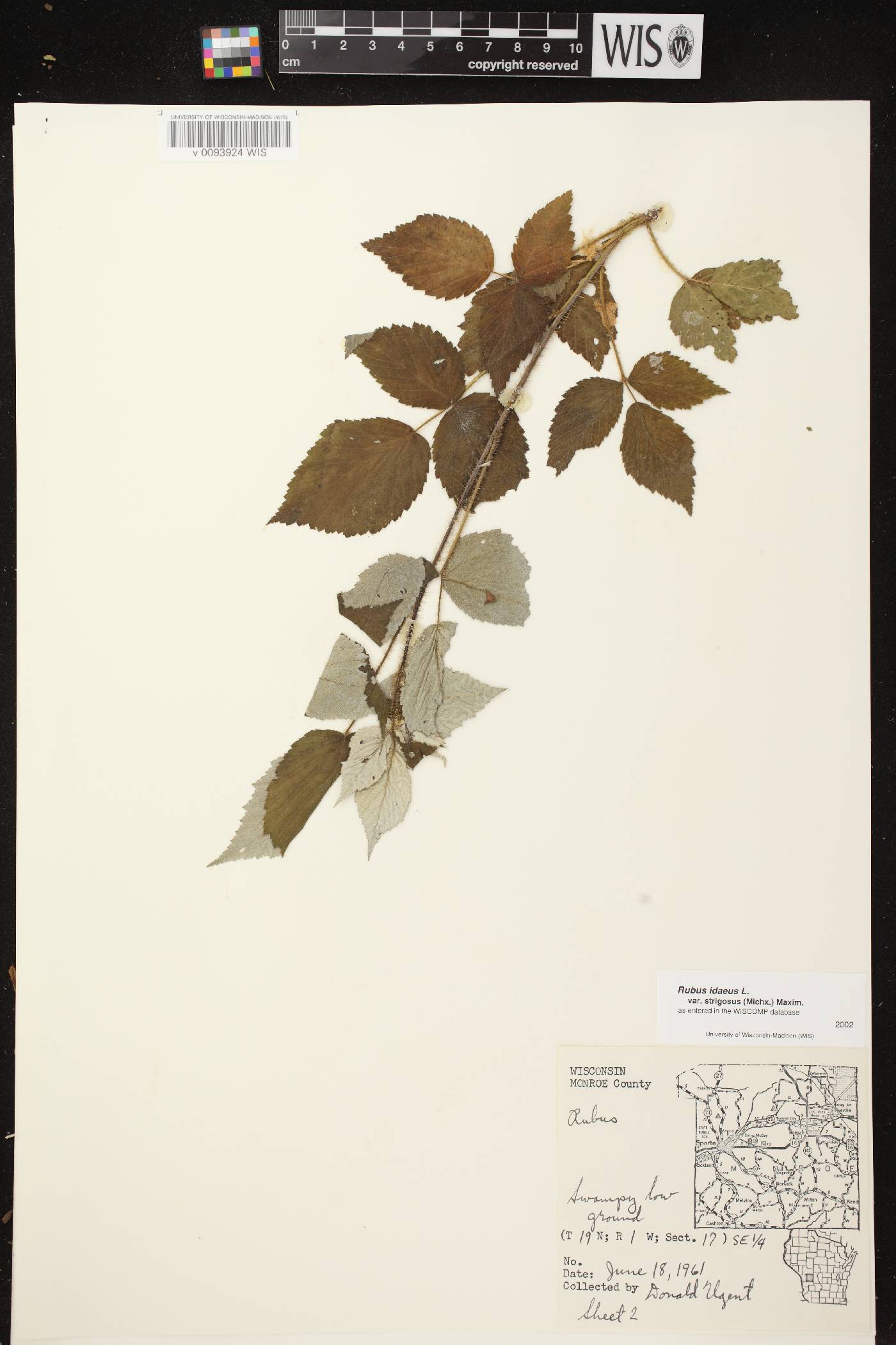 Rubus idaeus subsp. strigosus image