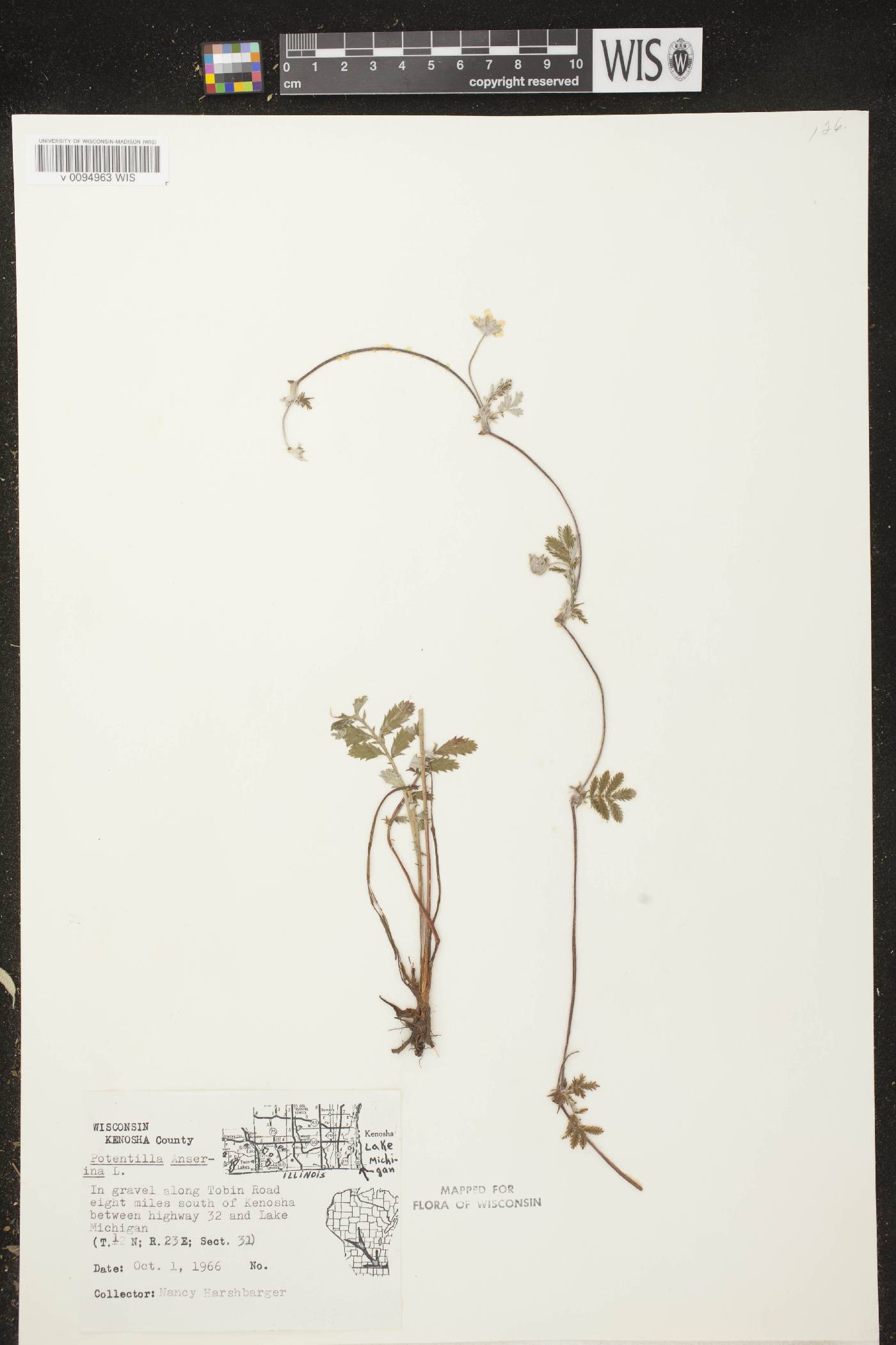 Potentilla anserina subsp. anserina image