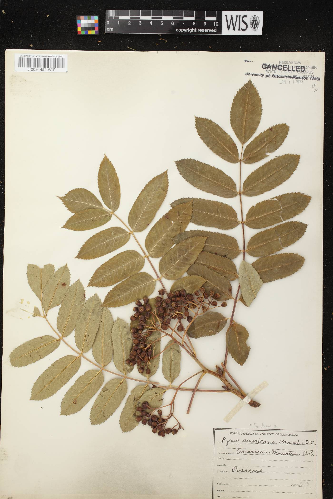Sorbus americana image