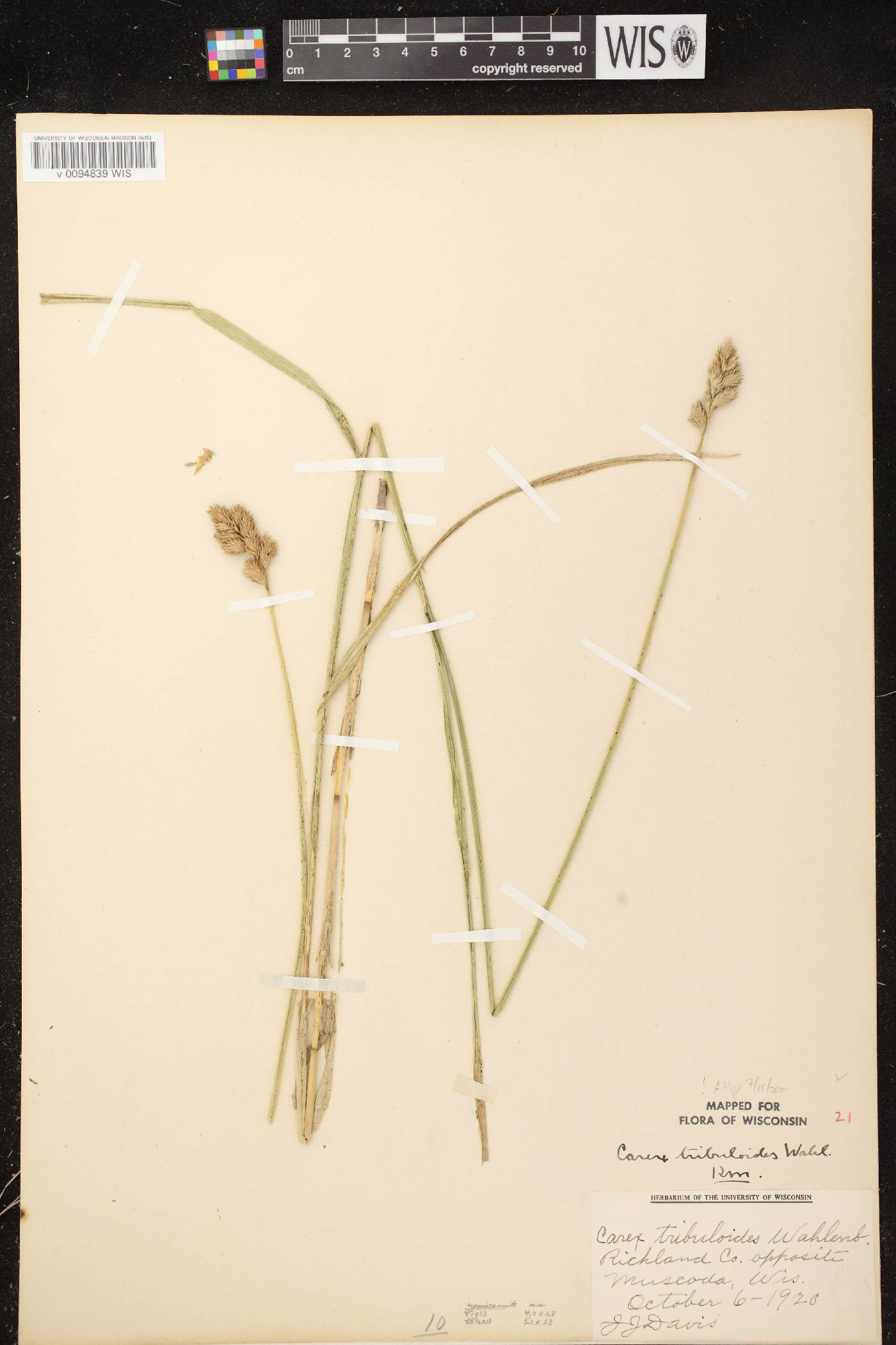 Carex tribuloides var. tribuloides image
