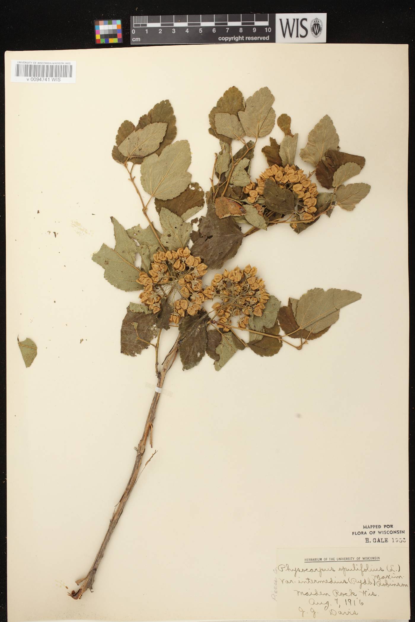 Physocarpus intermedius image