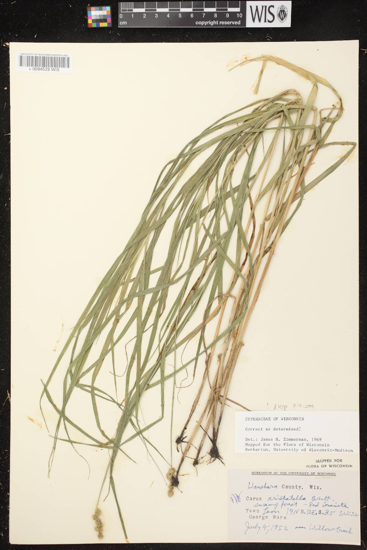 Carex cristatella image
