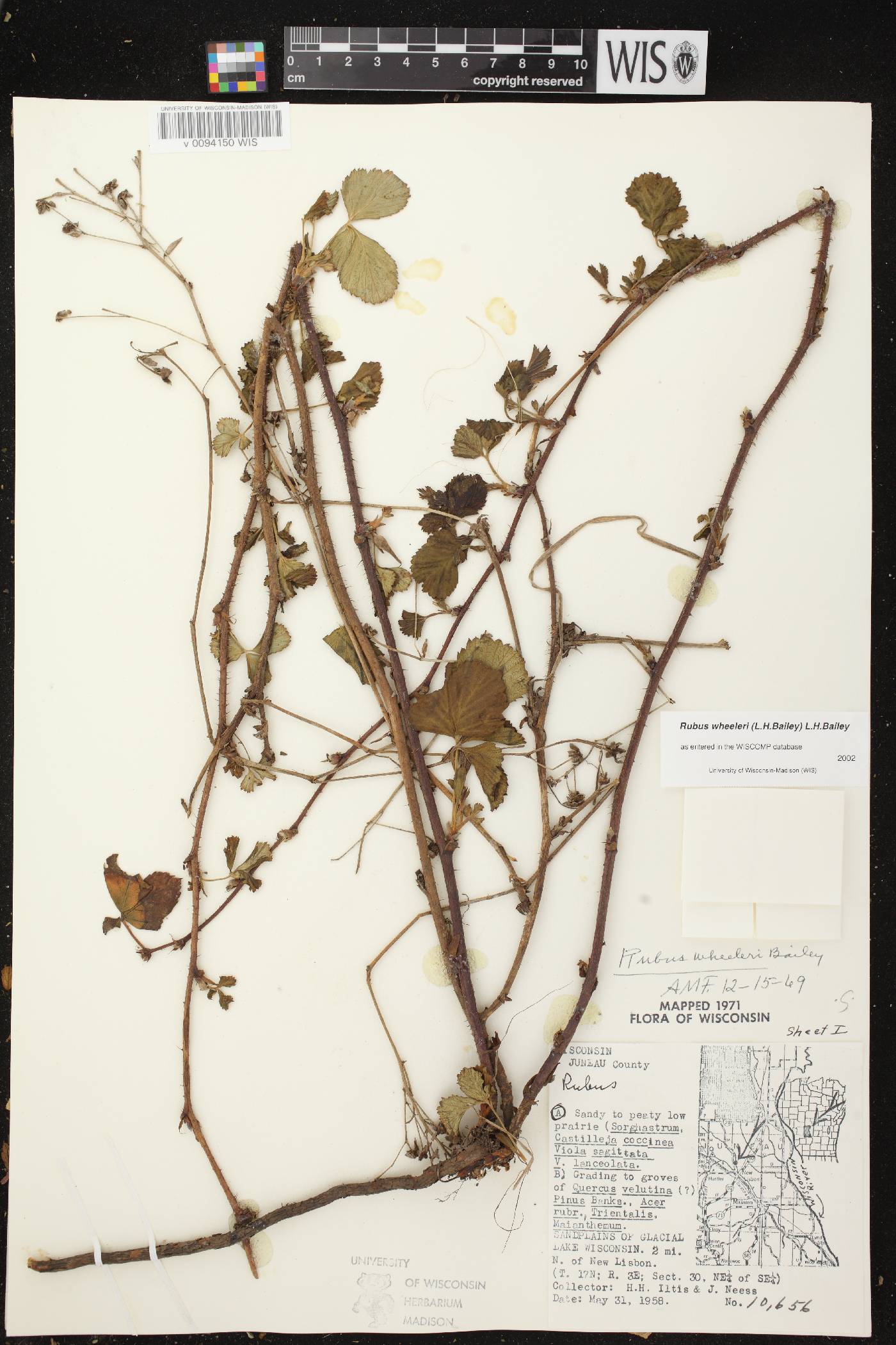 Rubus setosus image