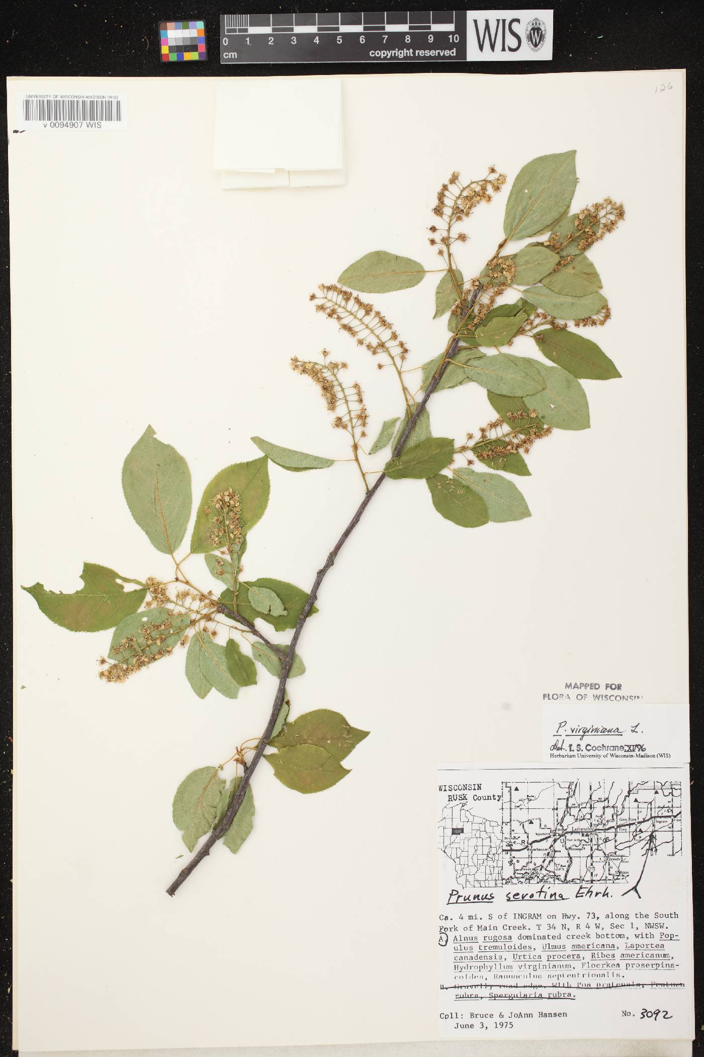 Prunus virginiana image