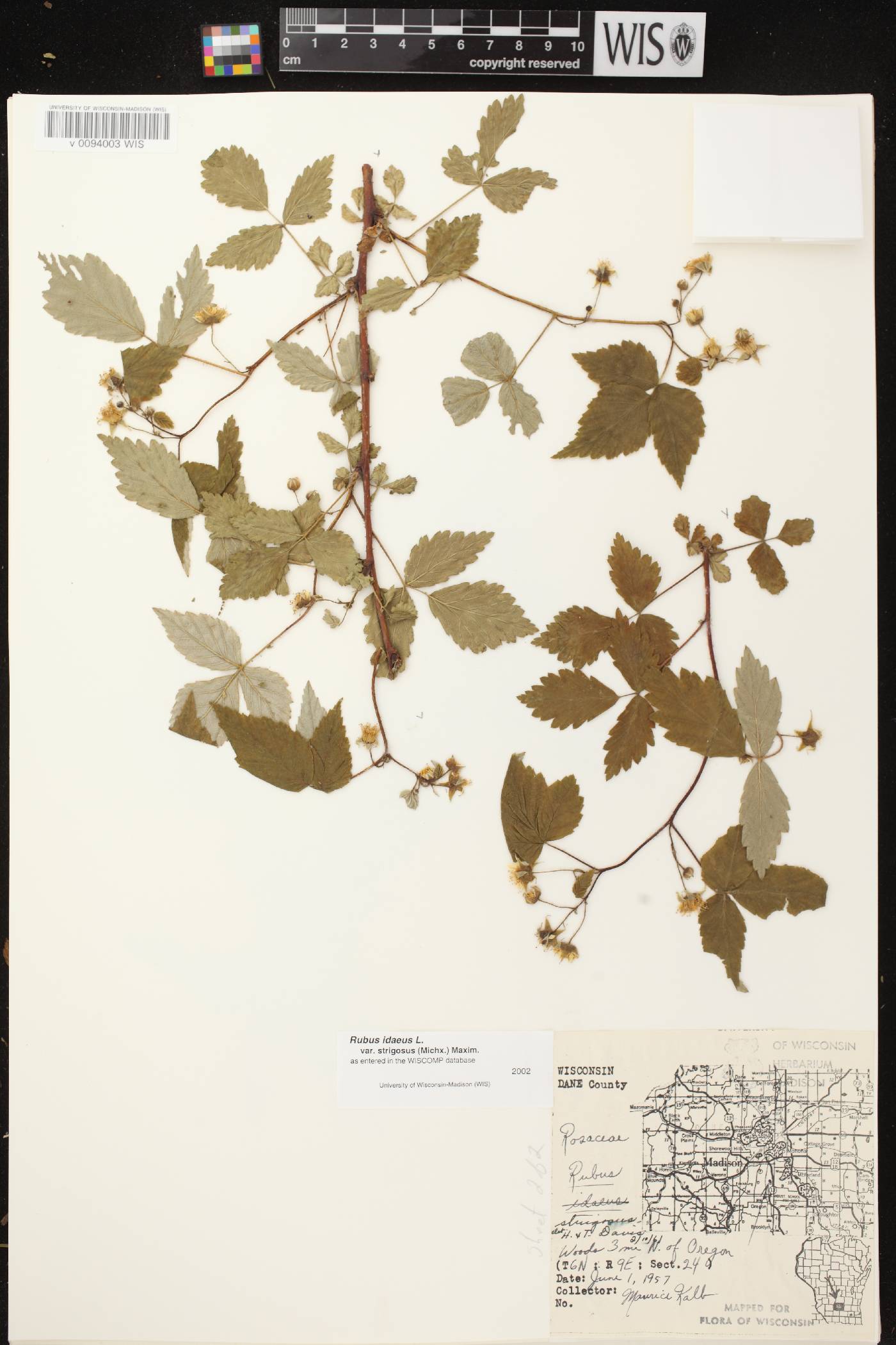 Rubus idaeus subsp. strigosus image