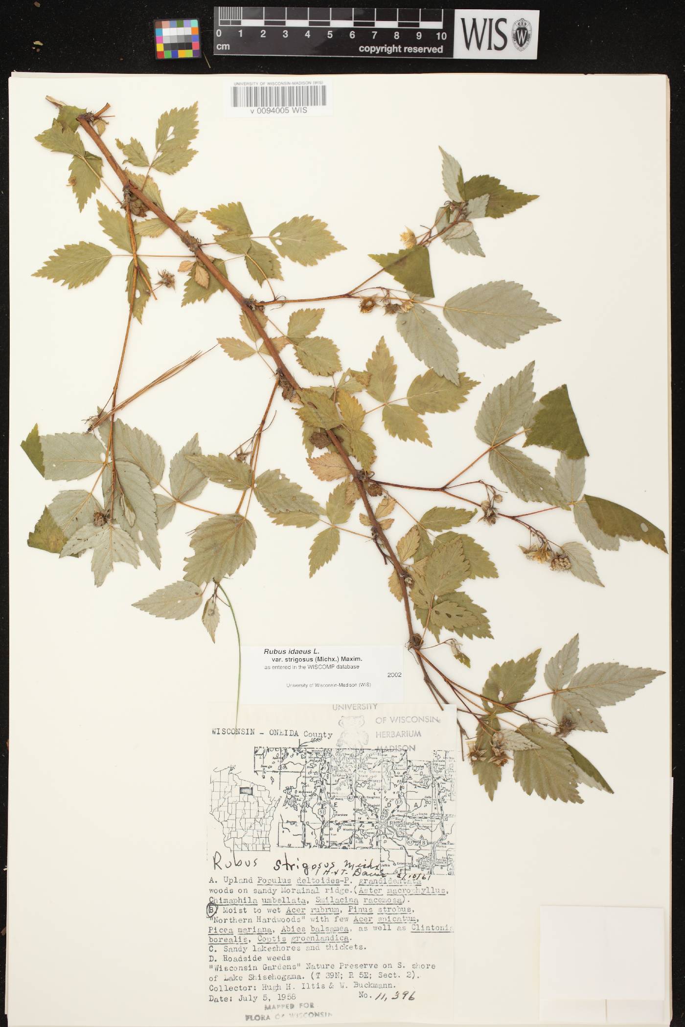Rubus idaeus subsp. strigosus image