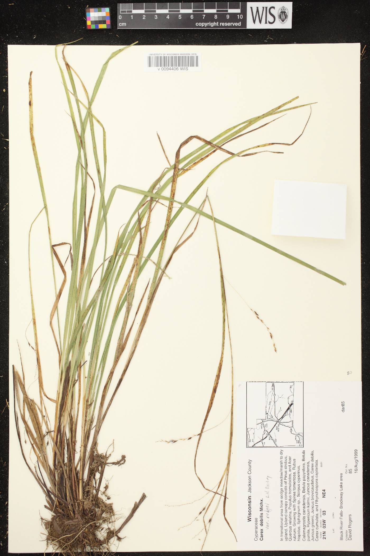 Carex debilis var. rudgei image