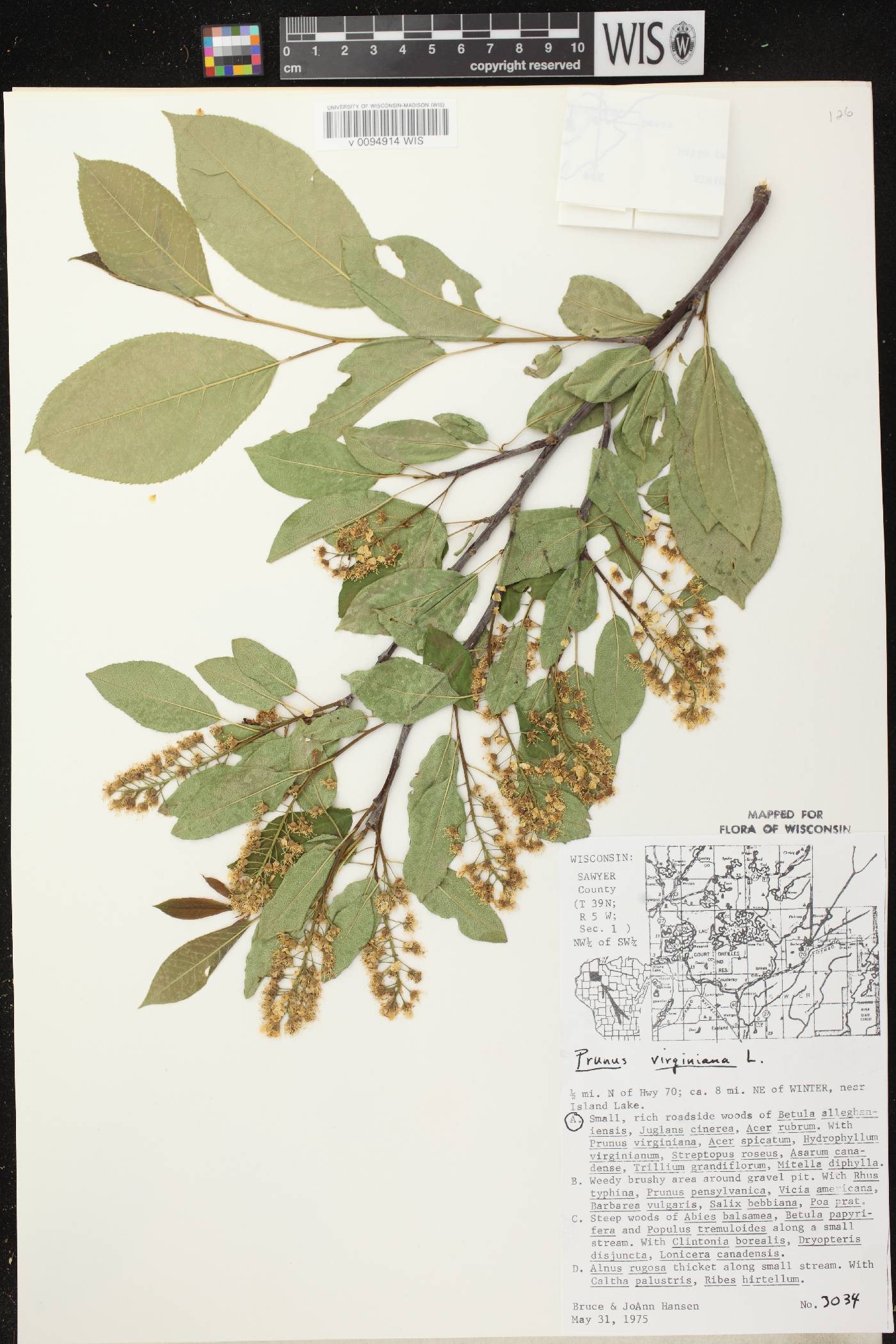 Prunus virginiana image